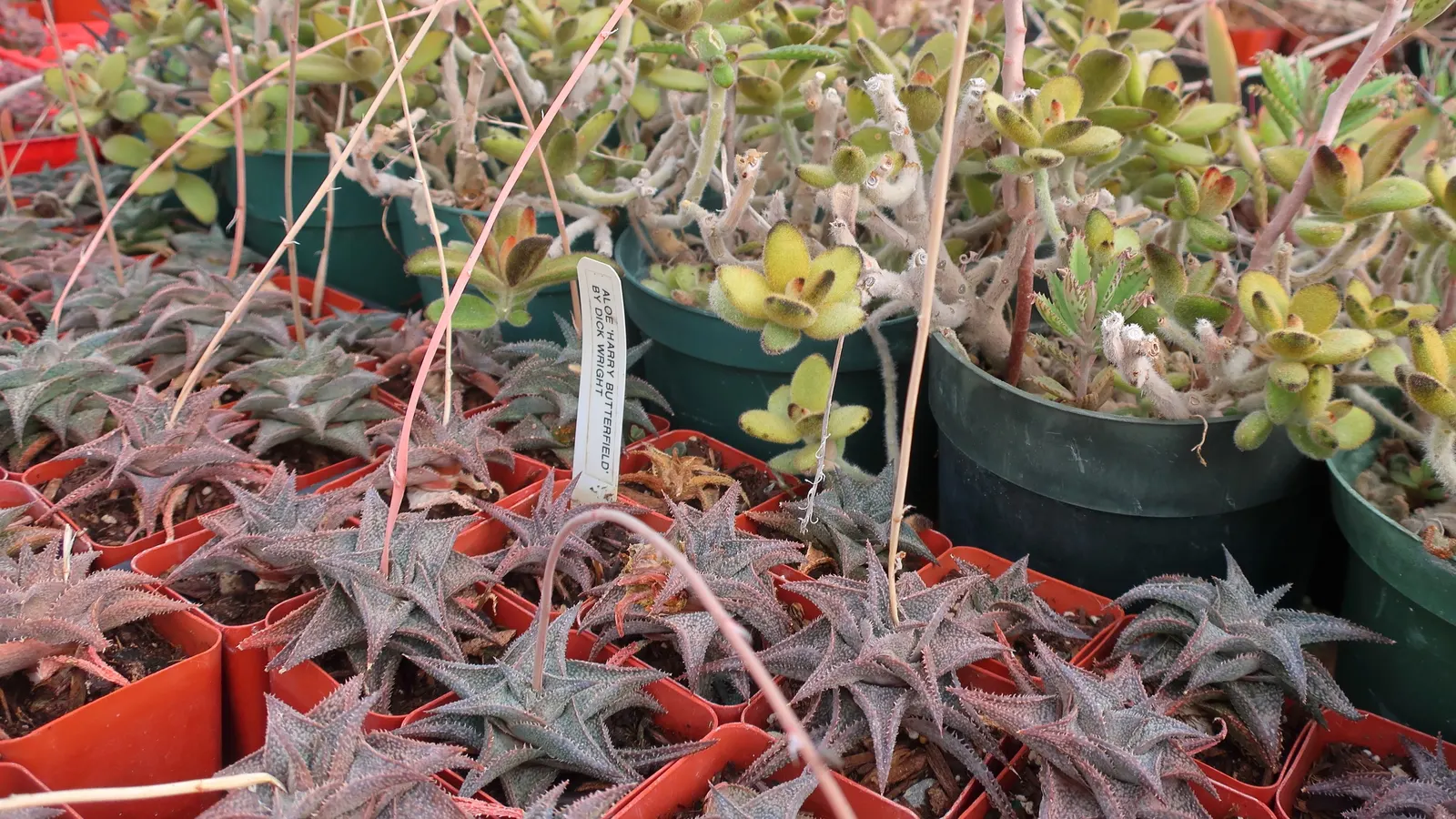 Panda Plant (Kalanchoe Tomentosa) — giving it a velvety texture