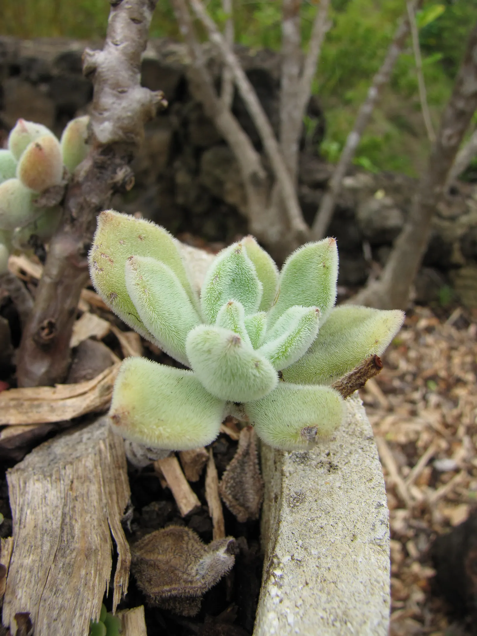 Panda Plant (Kalanchoe Tomentosa) — yellow flowers in the garden