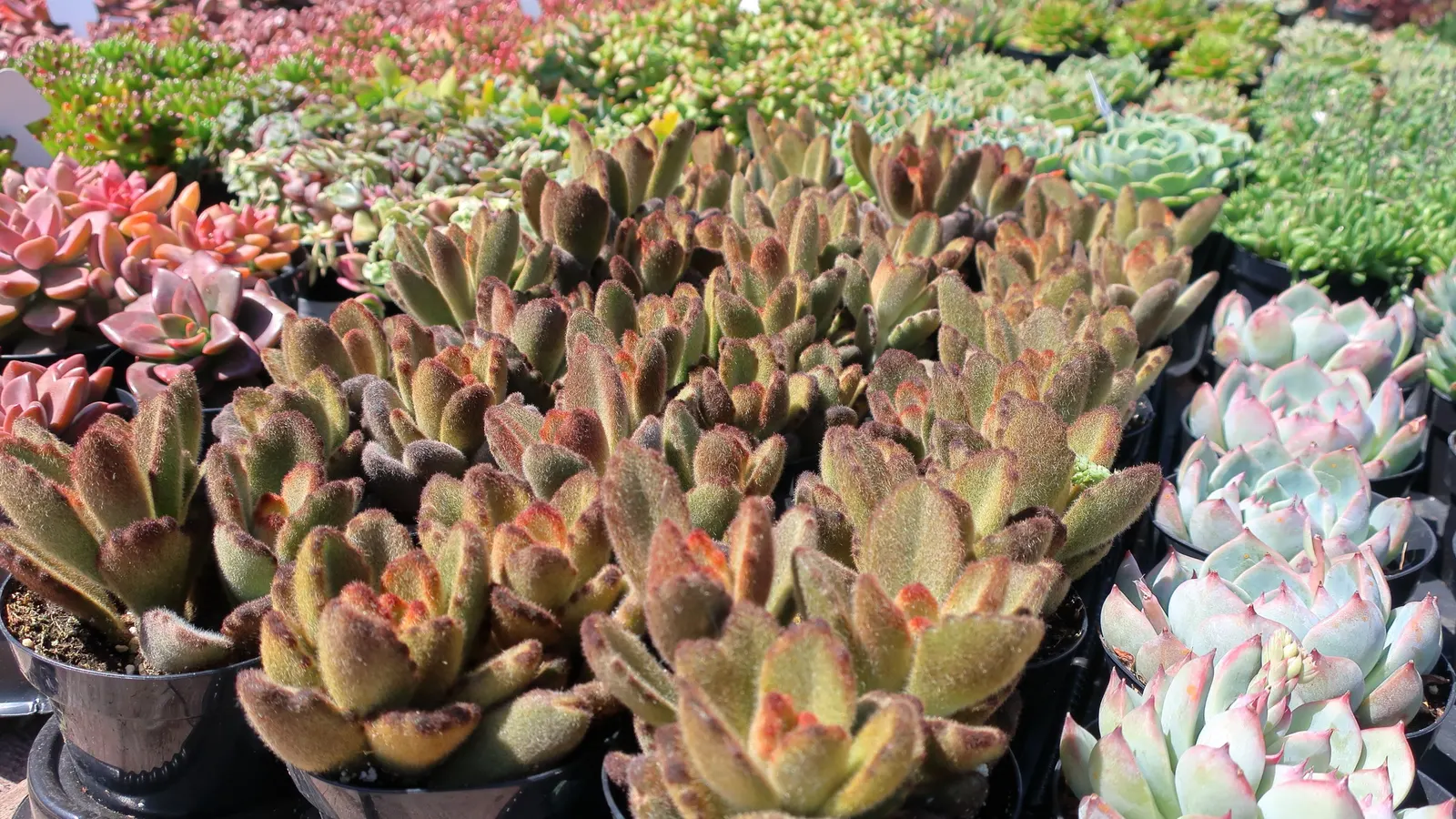 Panda Plant (Kalanchoe Tomentosa) — commonly referred to as the Panda Plant; the plant tolerates a range of light conditions from partial shade to, image 61