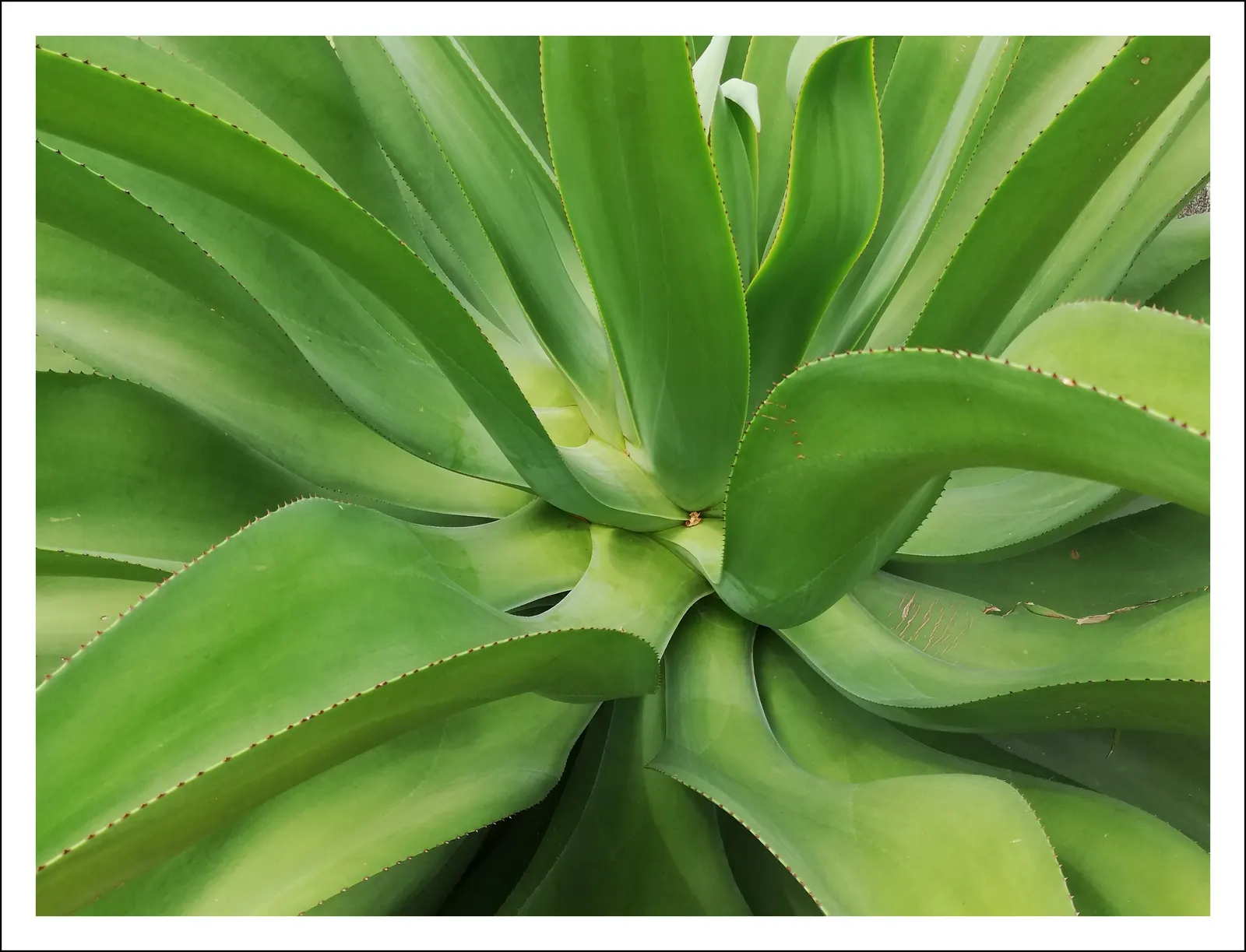 Panda Plant (Kalanchoe Tomentosa) — hence its common name.<br><br>A slow-growing perennial