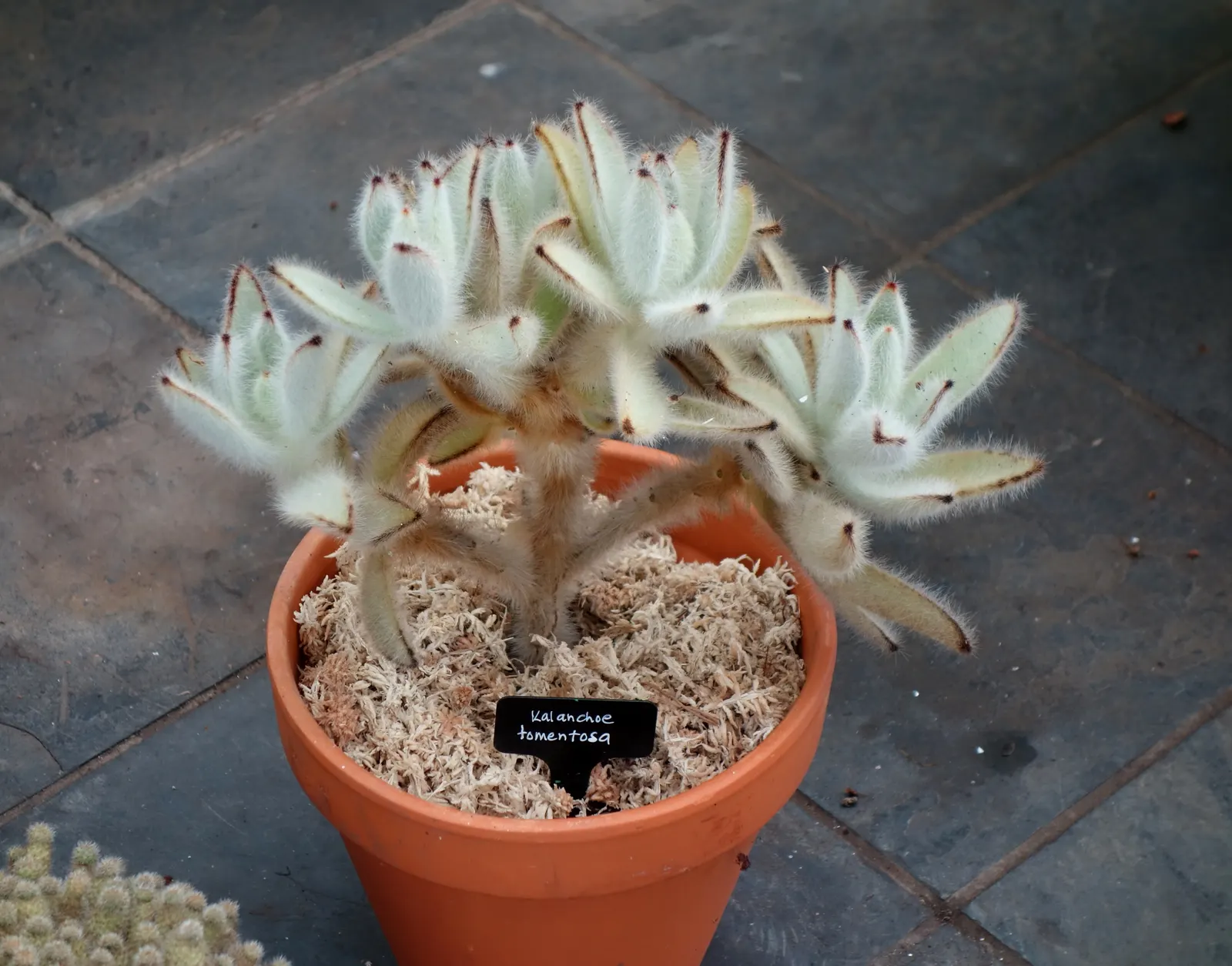 Panda Plant (Kalanchoe Tomentosa) — Chocolate-brown spots line the leaf margins, resembling a panda's markings; with reduced frequency during the, image 57