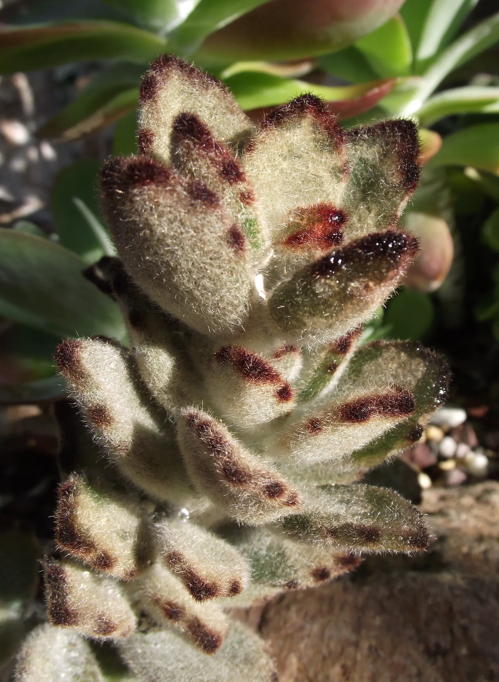 Panda Plant (Kalanchoe Tomentosa) — hence its common name.<br><br>A slow-growing perennial, image 68