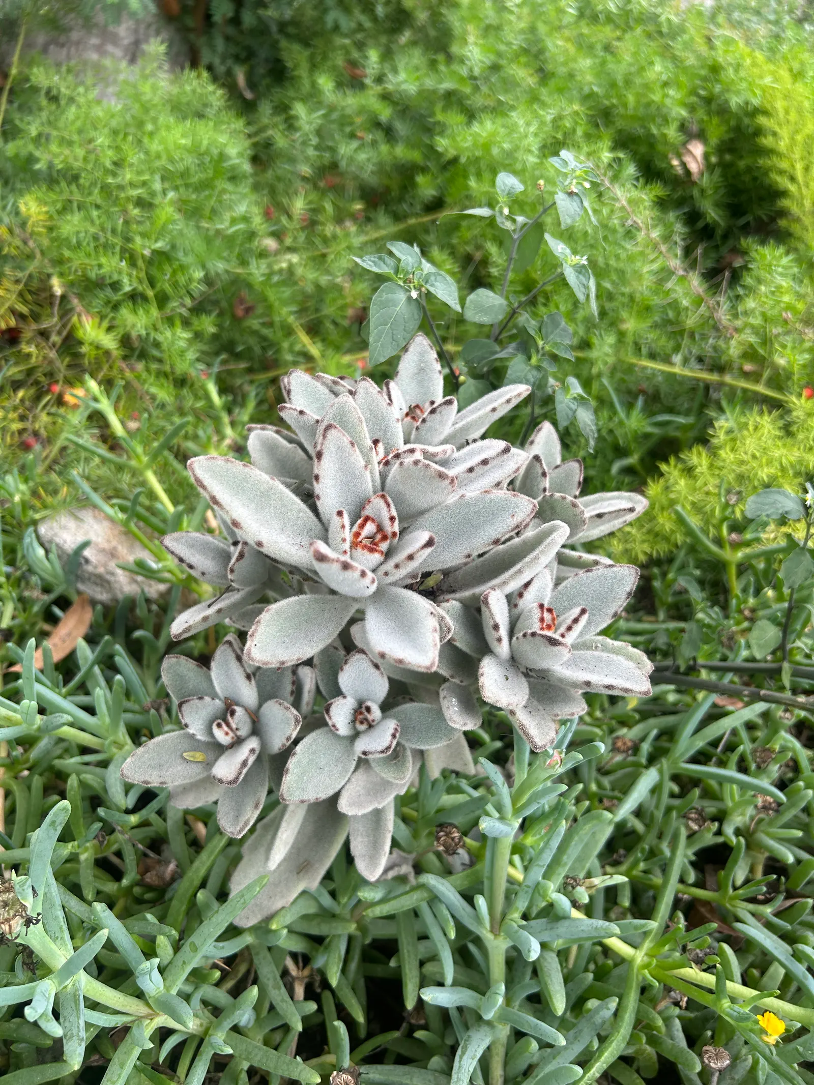 Panda Plant (Kalanchoe Tomentosa) — giving it a velvety texture; its minimal water requirements and rare blooming traits echo a low-maintenance, image 65