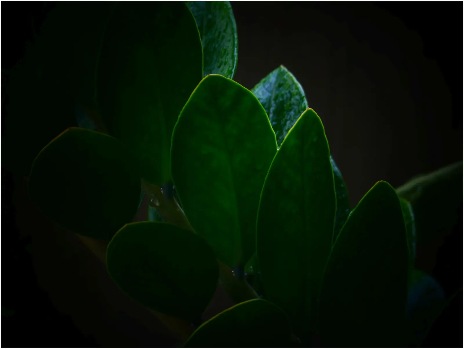 Panda Plant (Kalanchoe Tomentosa) — The leaves' surface is covered in fine