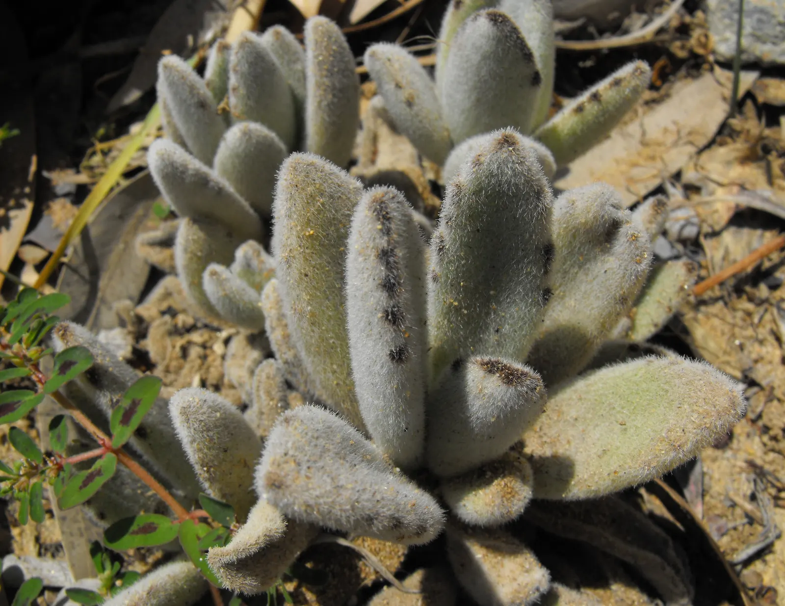Panda Plant (Kalanchoe Tomentosa) — Originating from Madagascar; ideal for xeriscaping and rock gardens, image 63
