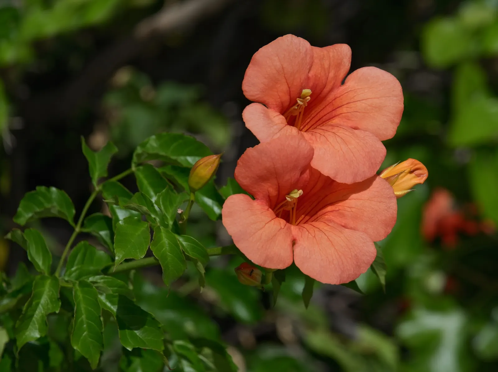 Chinese Trumpet Vine (Campsis X Tangliabuana) — The Chinese Trumpet Vine (Campsis x tagliabuana) is a vigorous climber
