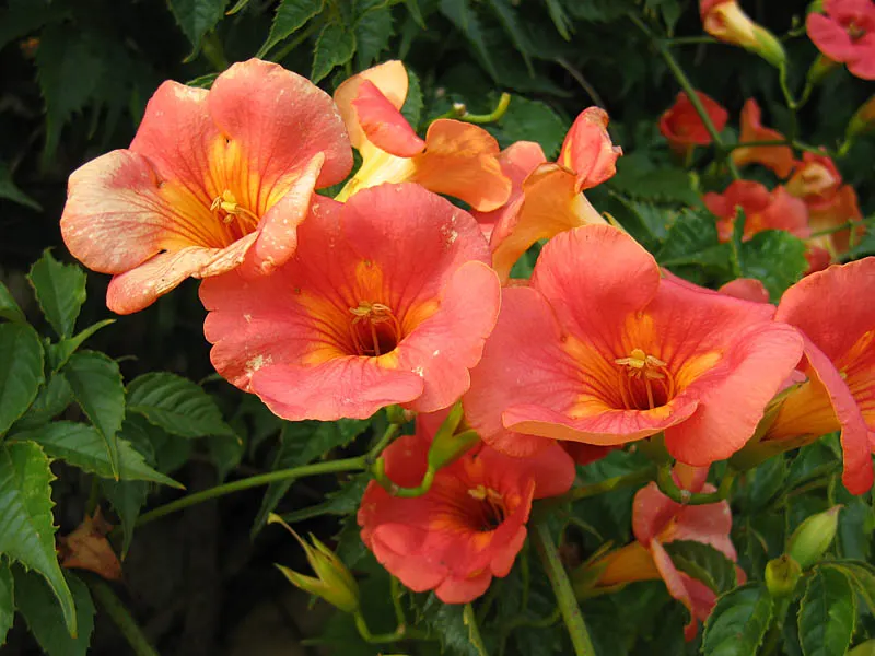 Chinese Trumpet Vine (Campsis X Tangliabuana) — Prune in late winter for shape and control