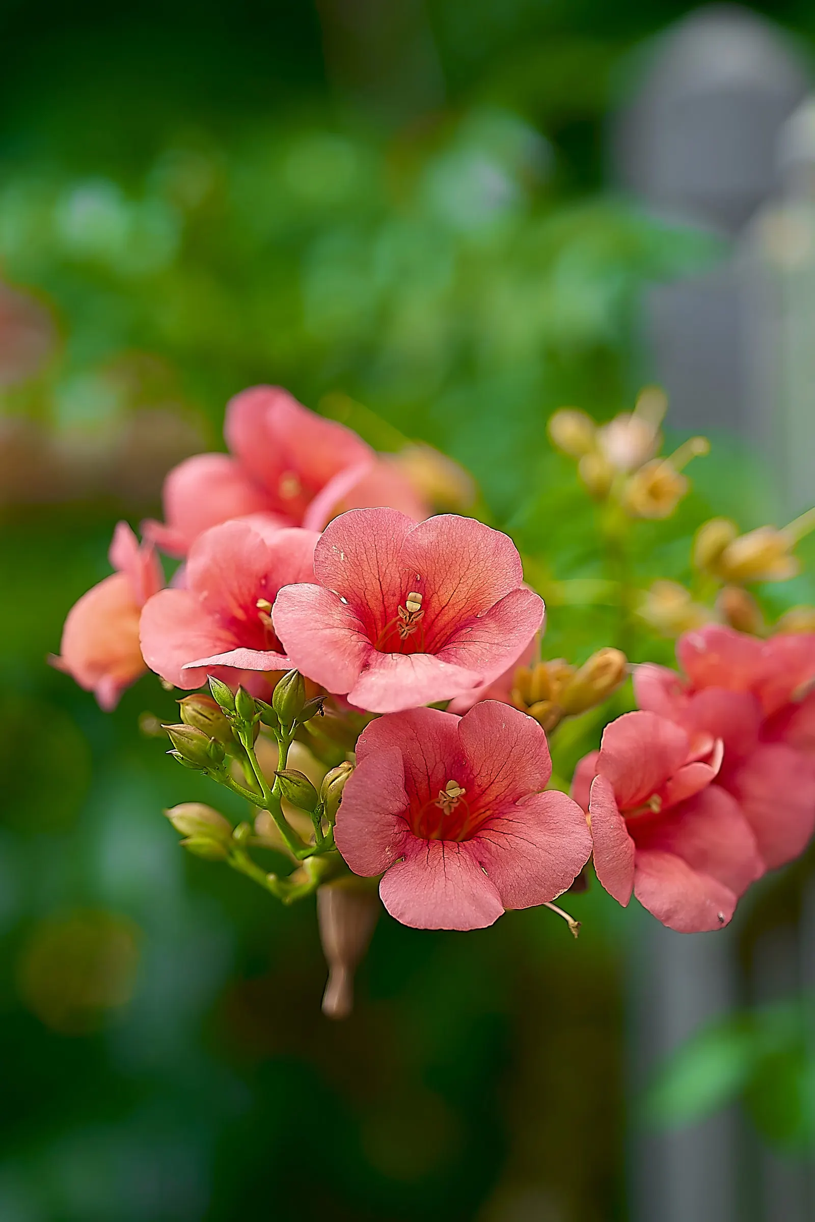 Chinese Trumpet Vine (Campsis X Tangliabuana) — Reaching up to 20-30 feet, it readily clings to structures