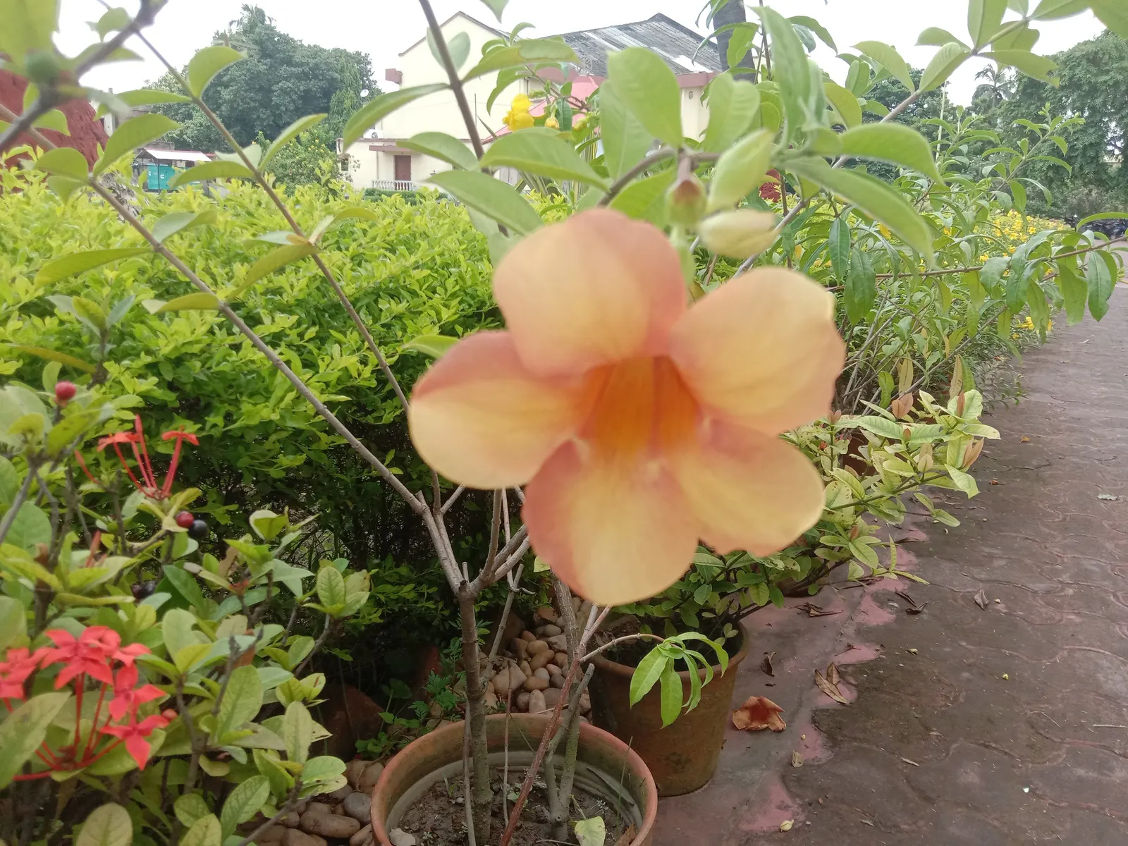 Chinese Trumpet Vine (Campsis X Tangliabuana) — this vine thrives in USDA hardiness zones 6 through 9