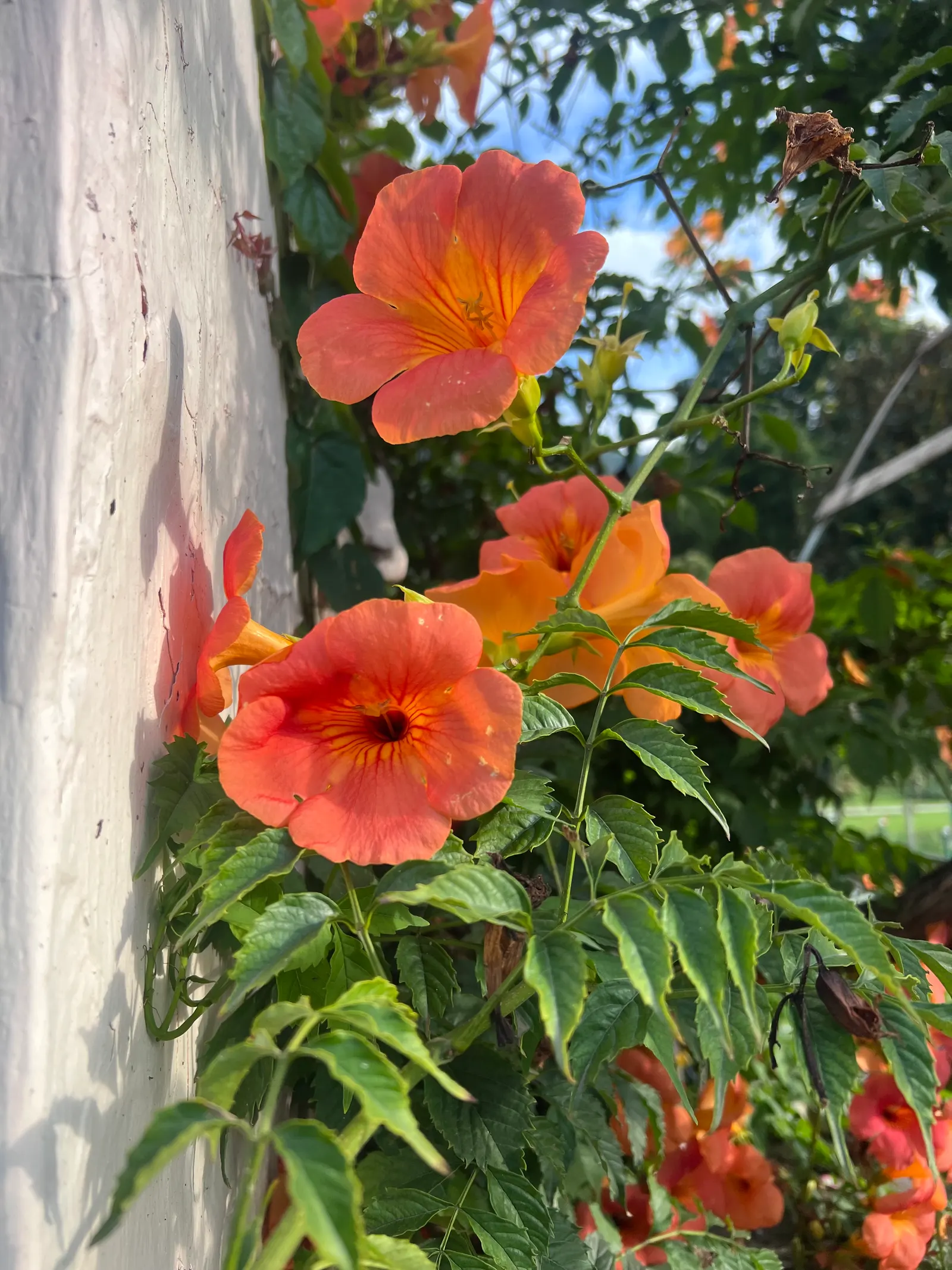 Chinese Trumpet Vine (Campsis X Tangliabuana) — Blooms profusely in summer and fall, attracting hummingbirds