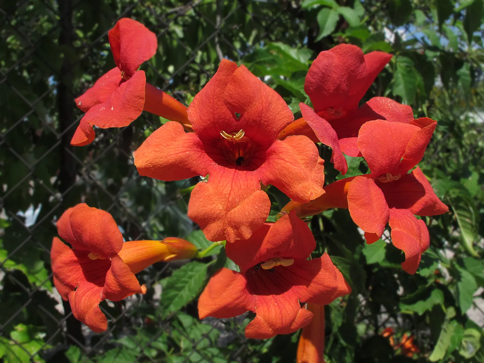 Chinese Trumpet Vine (Campsis X Tangliabuana) — showcasing its vibrant orange to red blooms from midsummer until the first frost