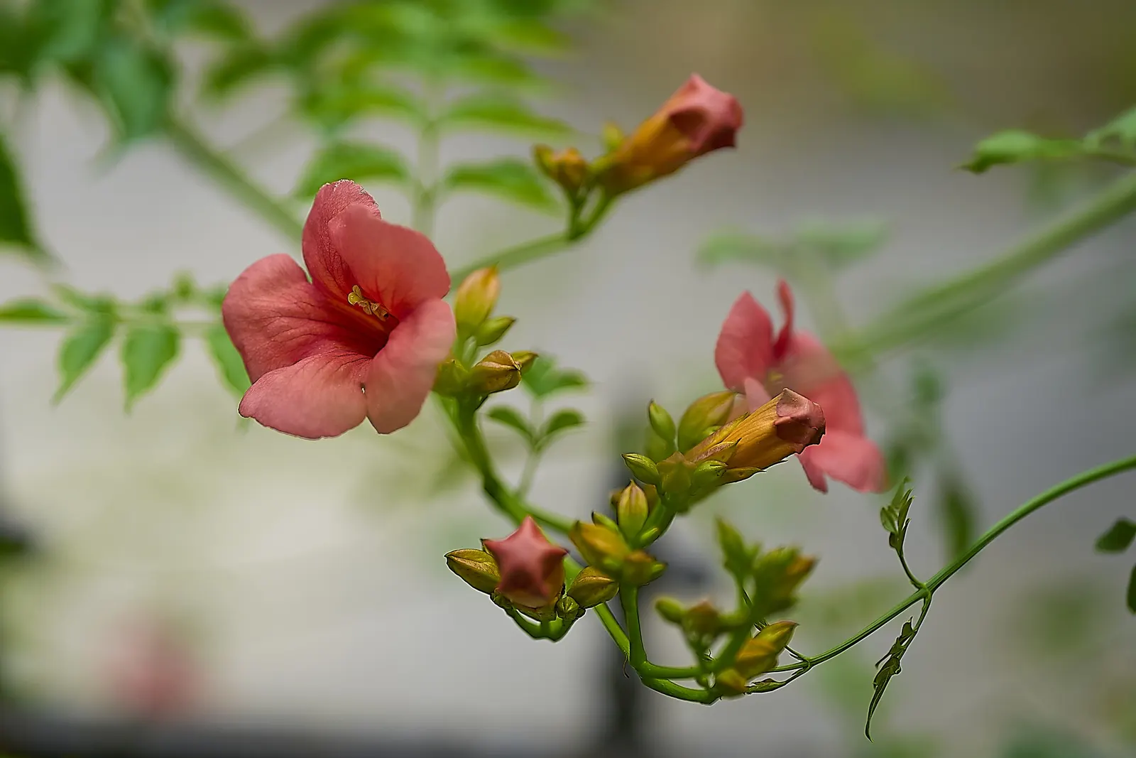 Chinese Trumpet Vine (Campsis X Tangliabuana) — Ideal for zones 6-9, it thrives in full sun to partial shade and requires well-drained soil