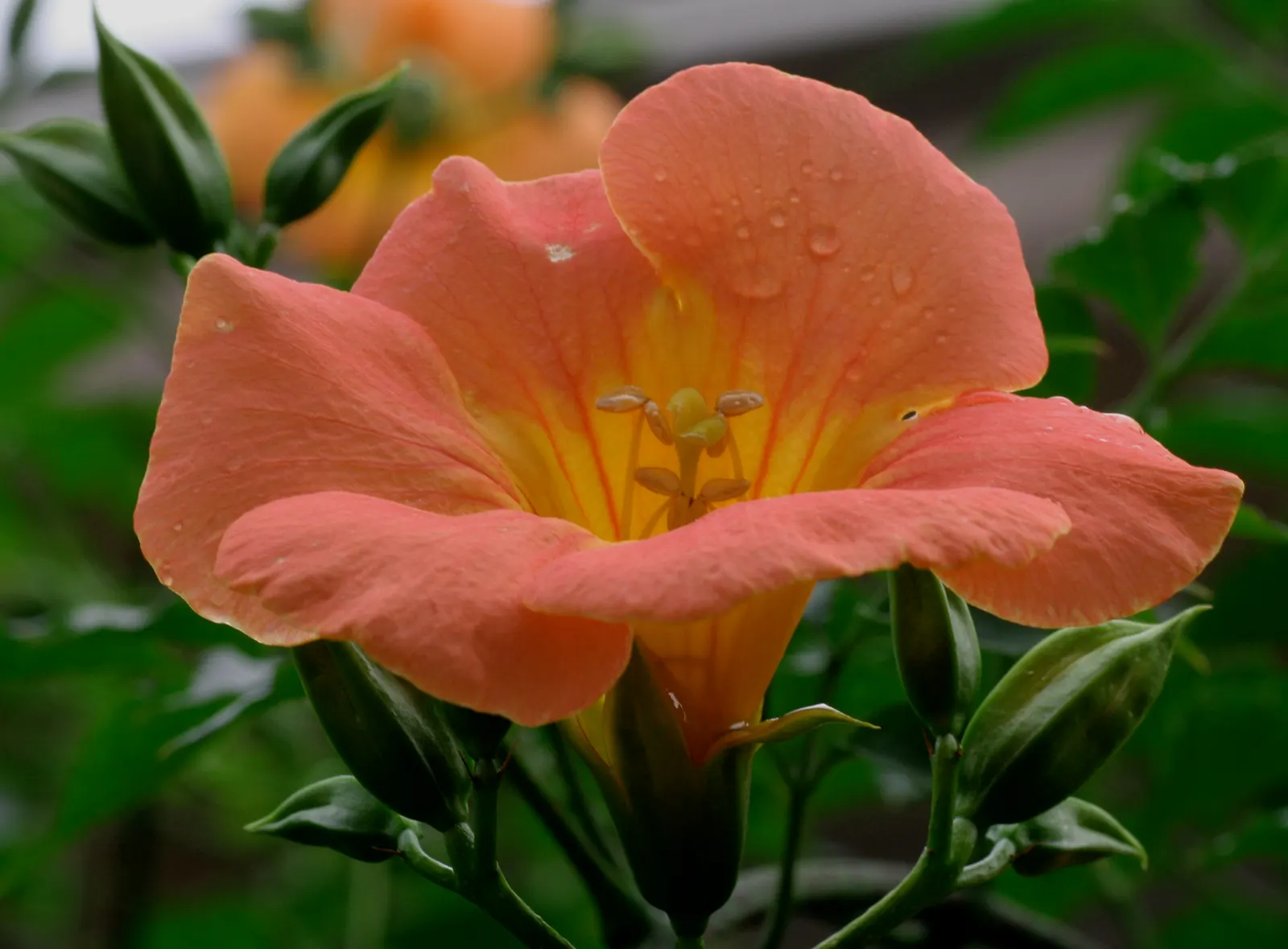 Chinese Trumpet Vine (Campsis X Tangliabuana) — it boasts a rapid growth rate of 3 to 4 feet per year