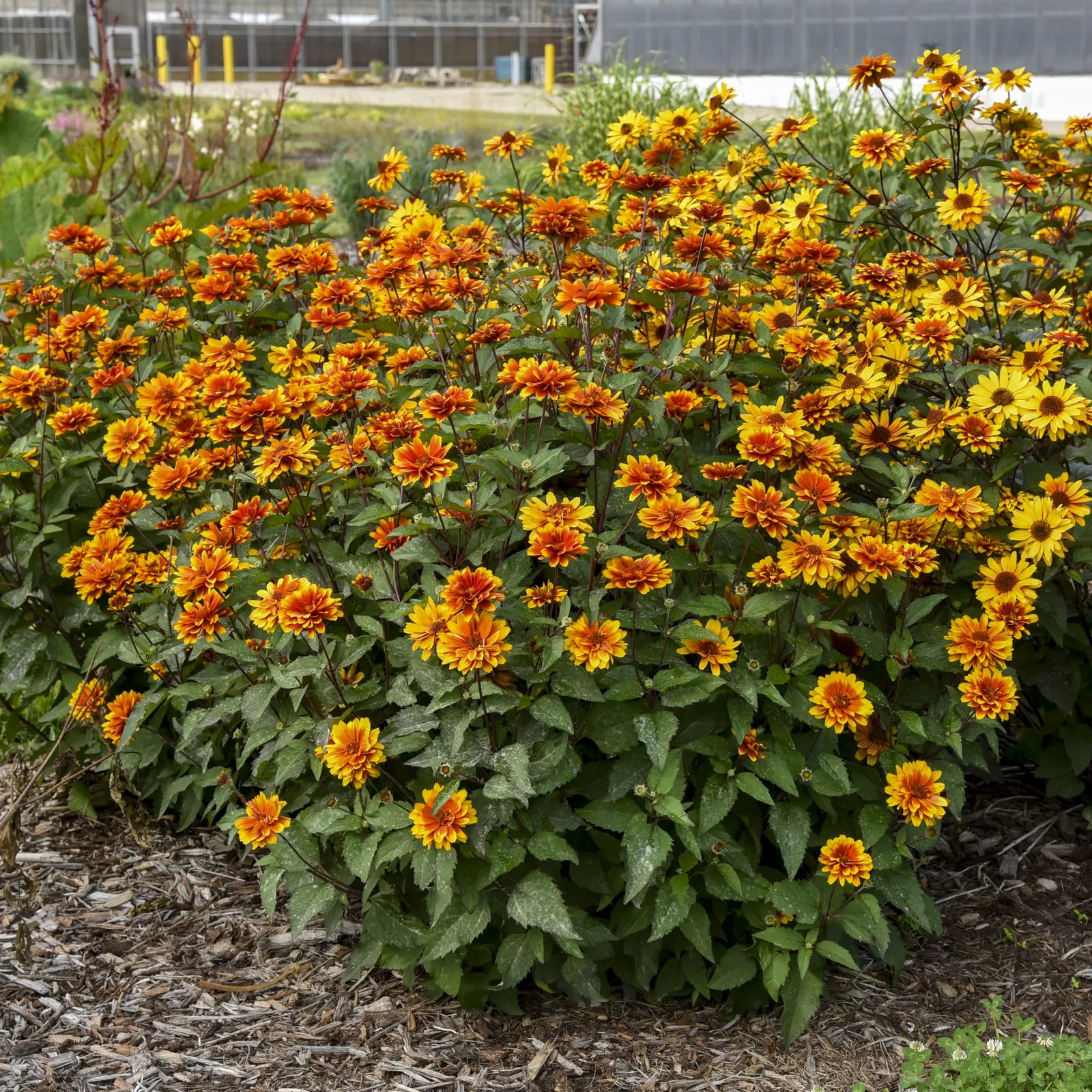 'Forged in Fire' False Sunflower (Heliopsis helianthoides) — It grows 32-36 inches tall and wide, forming a dense, sturdy clump