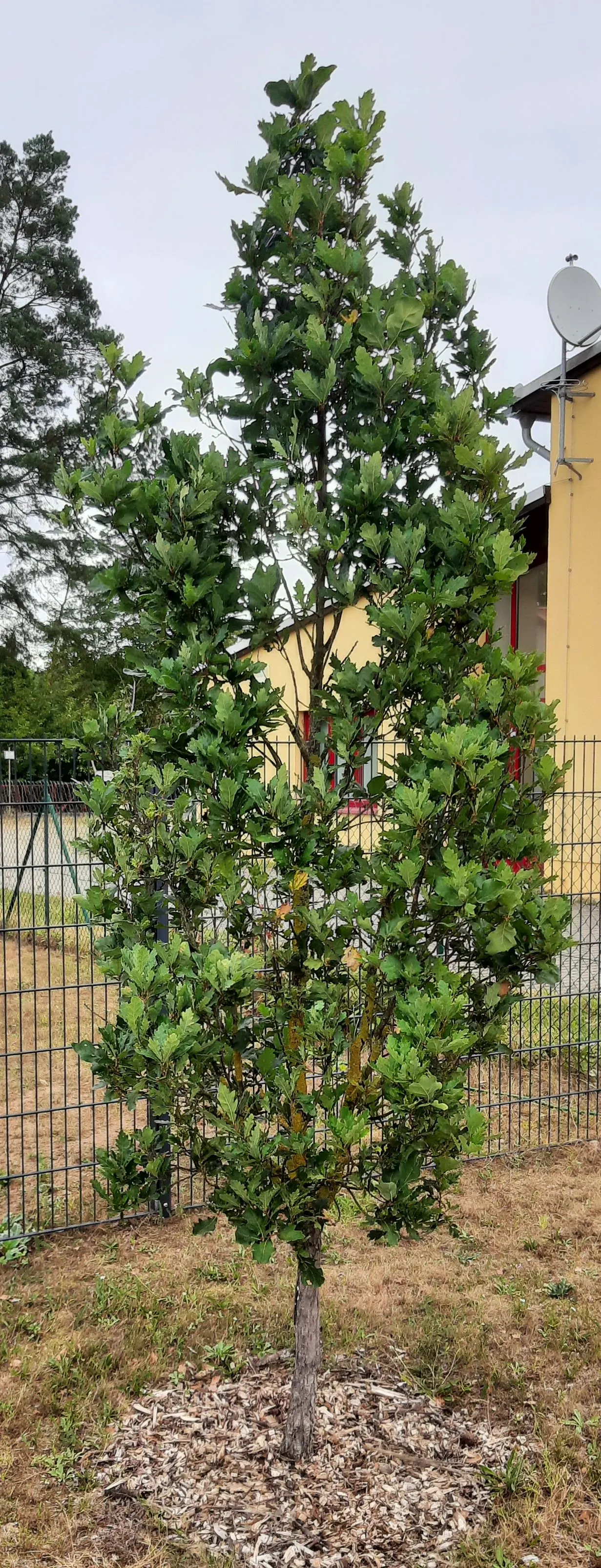 Columnar English Oak (Quercus Robur 'Fastigiata') — It is a cultivar of the common English oak