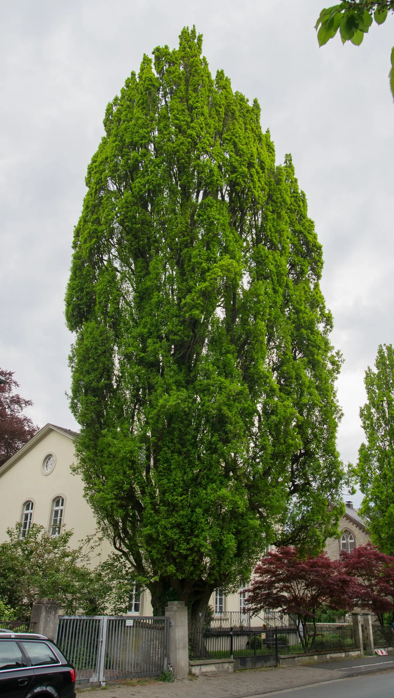 Columnar English Oak (Quercus Robur 'Fastigiata') — narrow form that resembles a spire