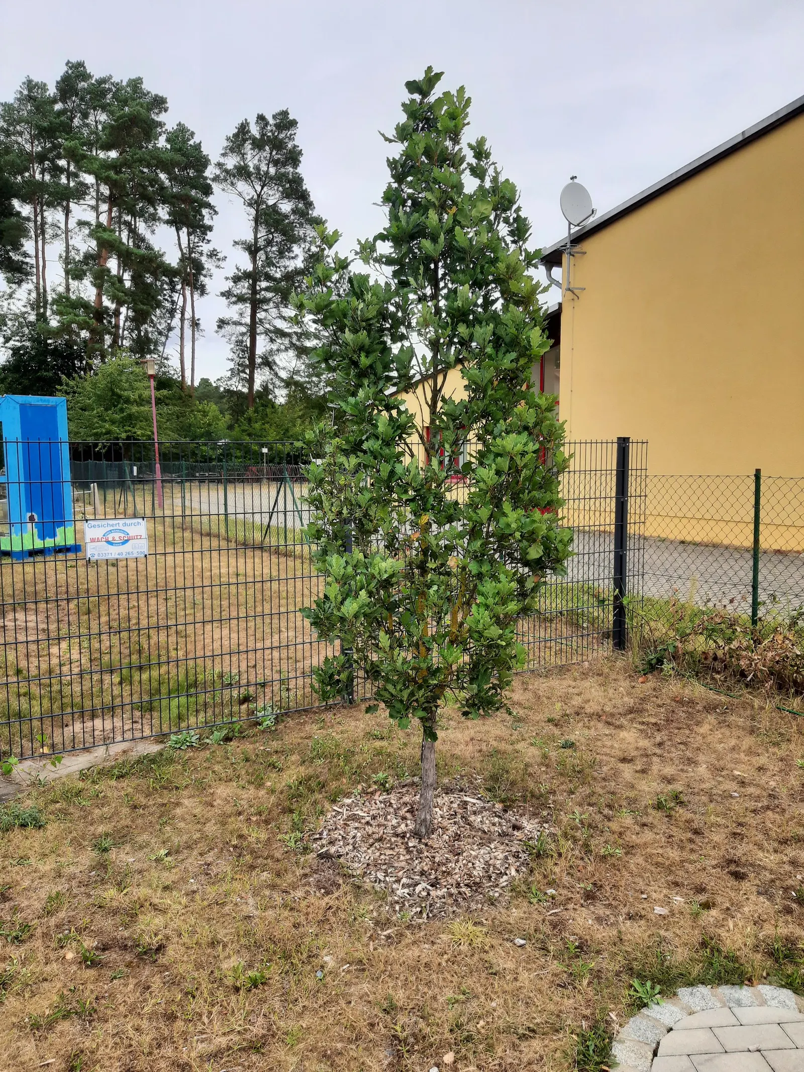 Columnar English Oak (Quercus Robur 'Fastigiata') — yellowish-green catkins gracefully add to its appeal.<br><br>Preferring full sun to partial shade