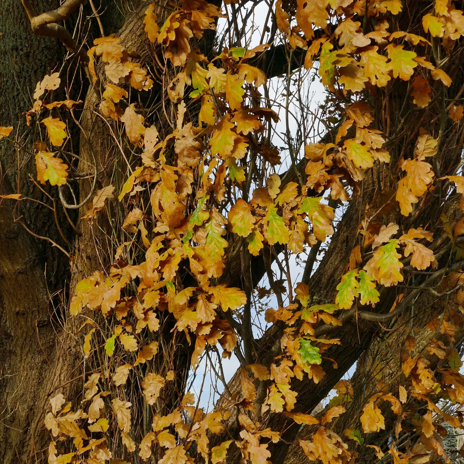 Columnar English Oak (Quercus Robur 'Fastigiata') — Hardy in zones 5-8, it's ideal for narrow spaces