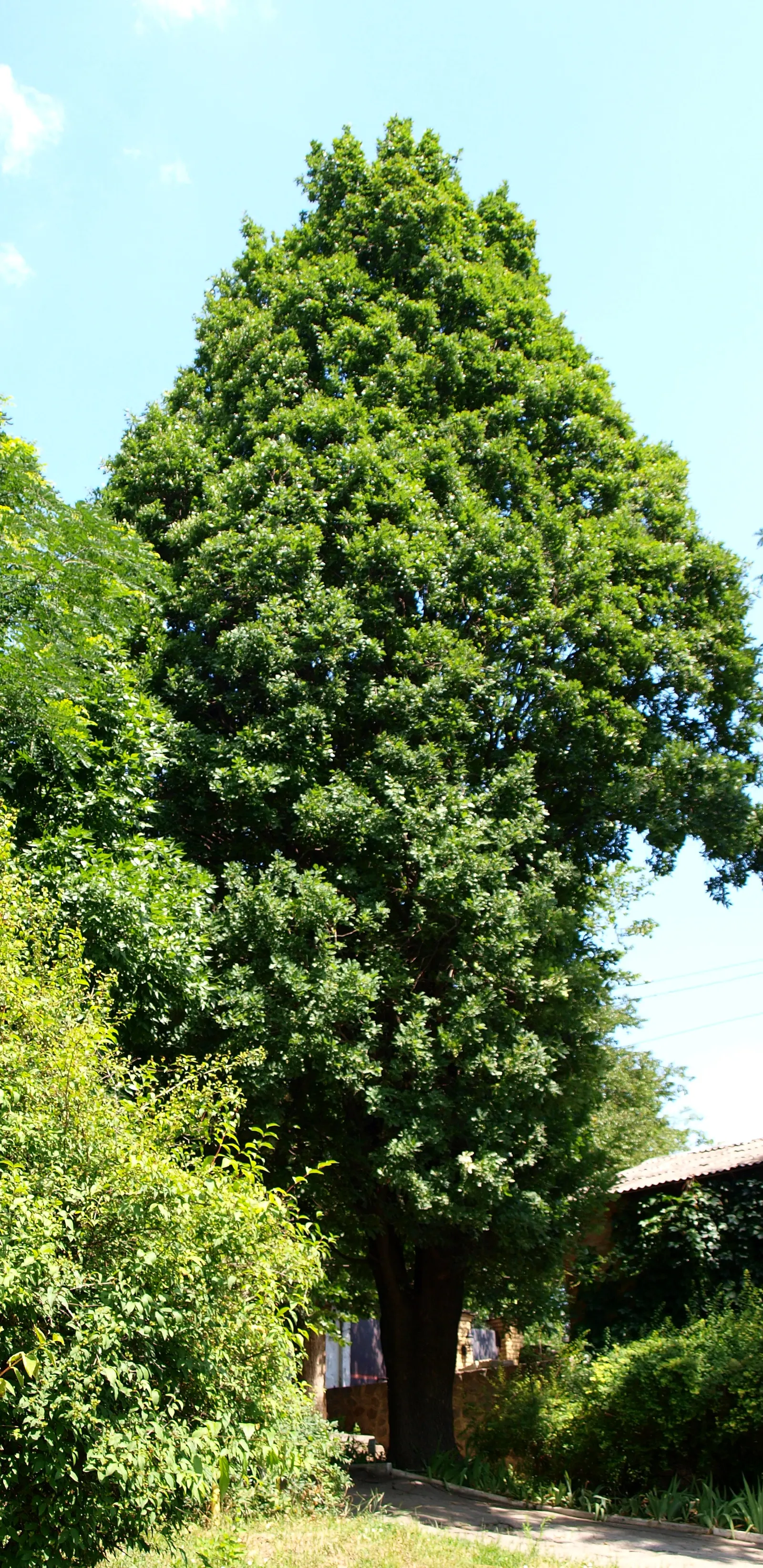 Columnar English Oak (Quercus Robur 'Fastigiata') — Mature heights reach 50-60 feet, with spreads of 10-15 feet; comprising traditional lobed oak, image 46