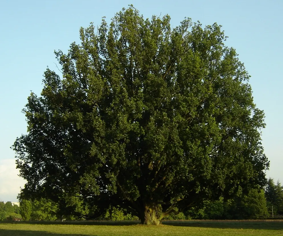 Columnar English Oak (Quercus Robur 'Fastigiata') — Quercus robur 'Fastigiata' thrives best in well-drained; scientifically known as Quercus robur 'Fastigiata'