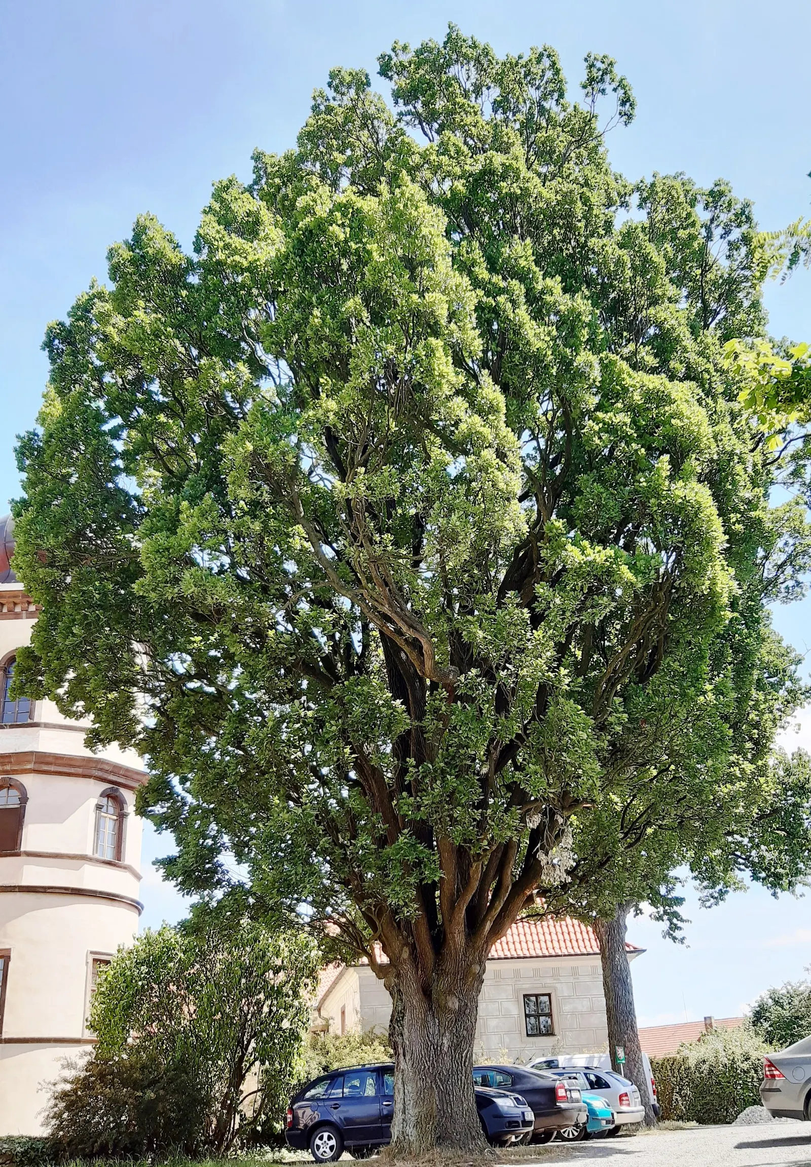 Columnar English Oak (Quercus Robur 'Fastigiata') — Hardy in USDA zones 5 to 8