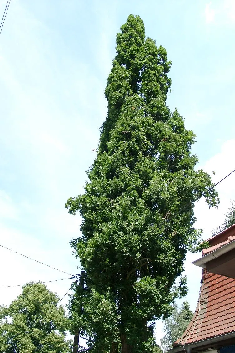 Columnar English Oak (Quercus Robur 'Fastigiata') — Prefers full sun and well-drained soil; narrow form that resembles a spire