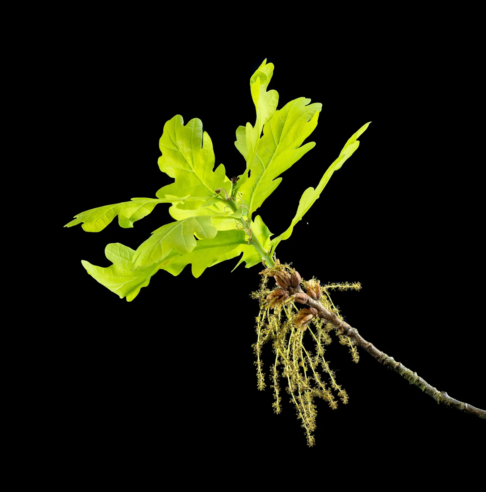 Columnar English Oak (Quercus Robur 'Fastigiata') — with its minimal lateral spread and towering height