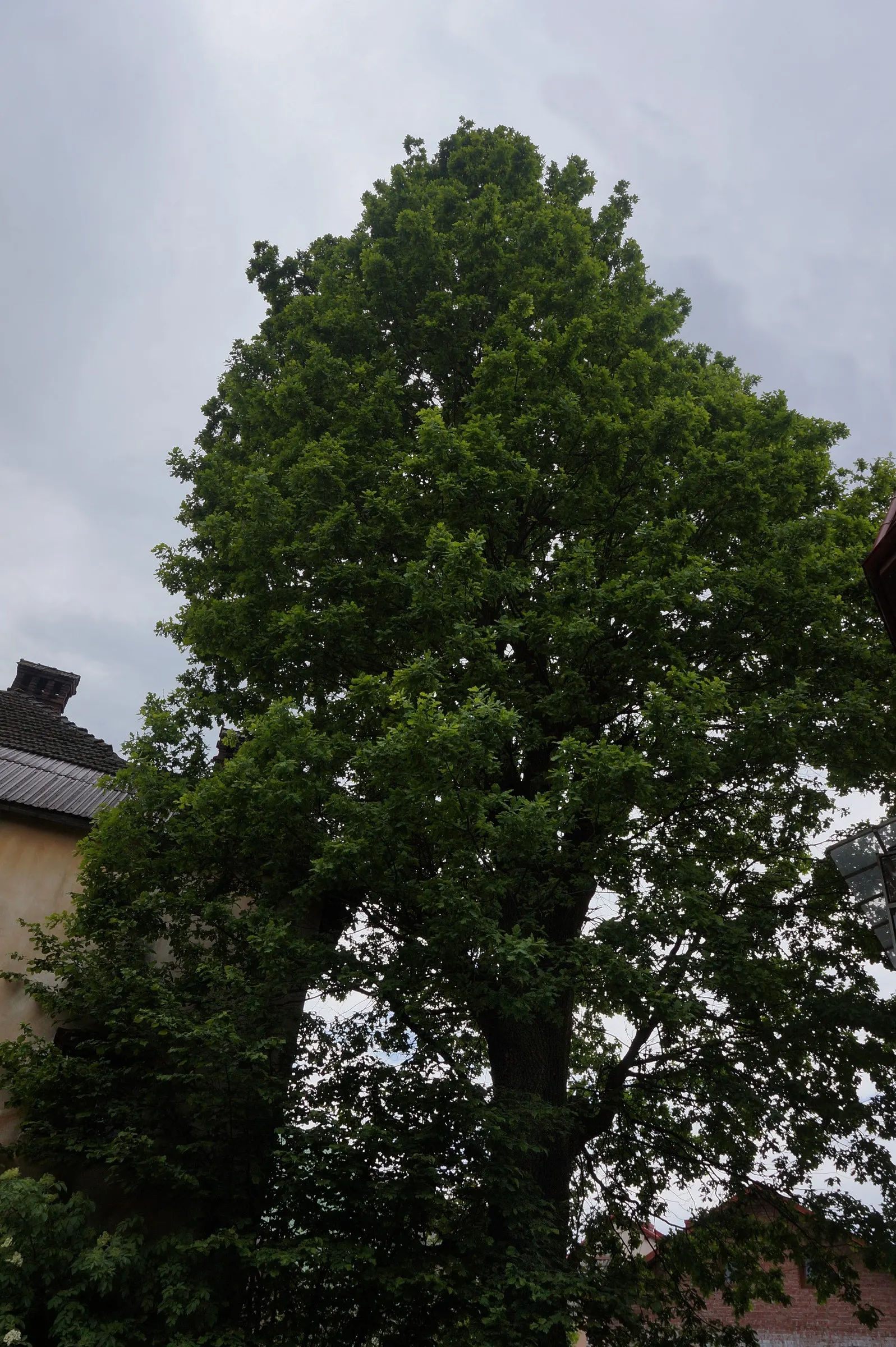 Columnar English Oak (Quercus Robur 'Fastigiata') — planning is vital to accommodate its ultimate size without the need for future major interventions; with