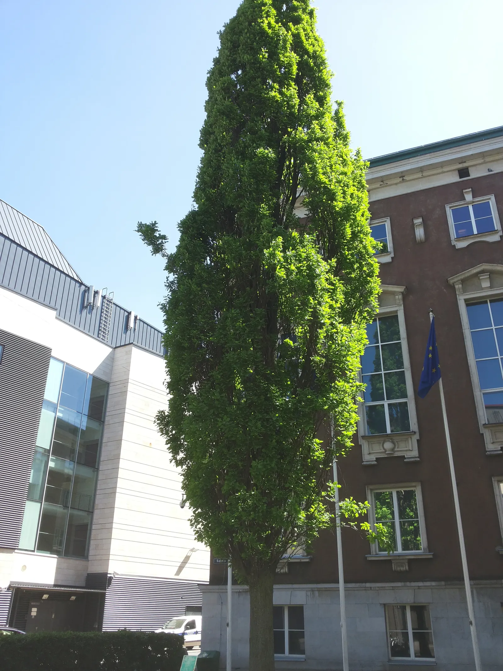 Columnar English Oak (Quercus Robur 'Fastigiata') — Low maintenance, it's perfect for creating vertical accents or formal avenues in landscapes; this oak tree