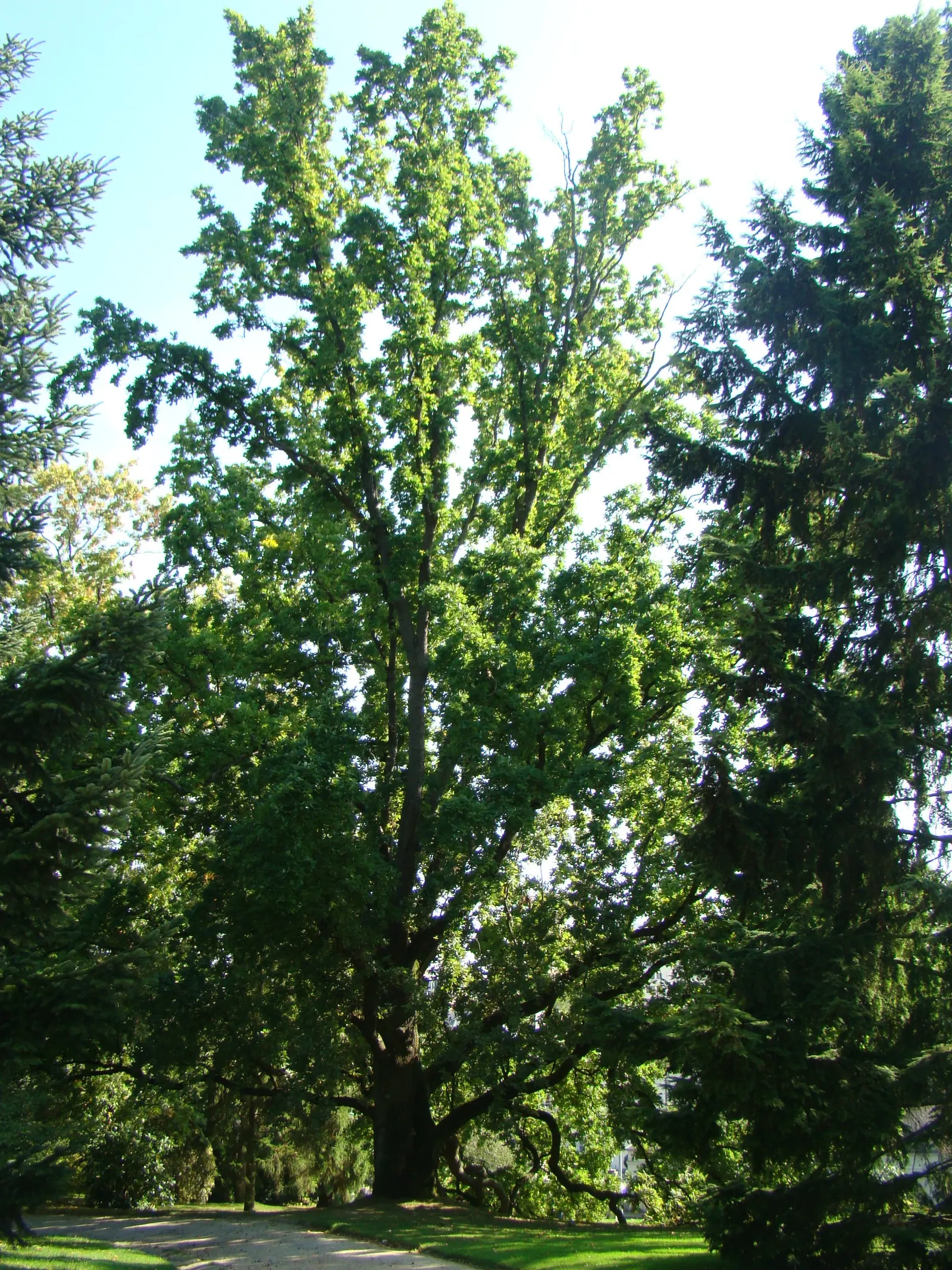 Columnar English Oak (Quercus Robur 'Fastigiata') — yellowish-green catkins gracefully add to its appeal.<br><br>Preferring full sun to partial shade; tree for