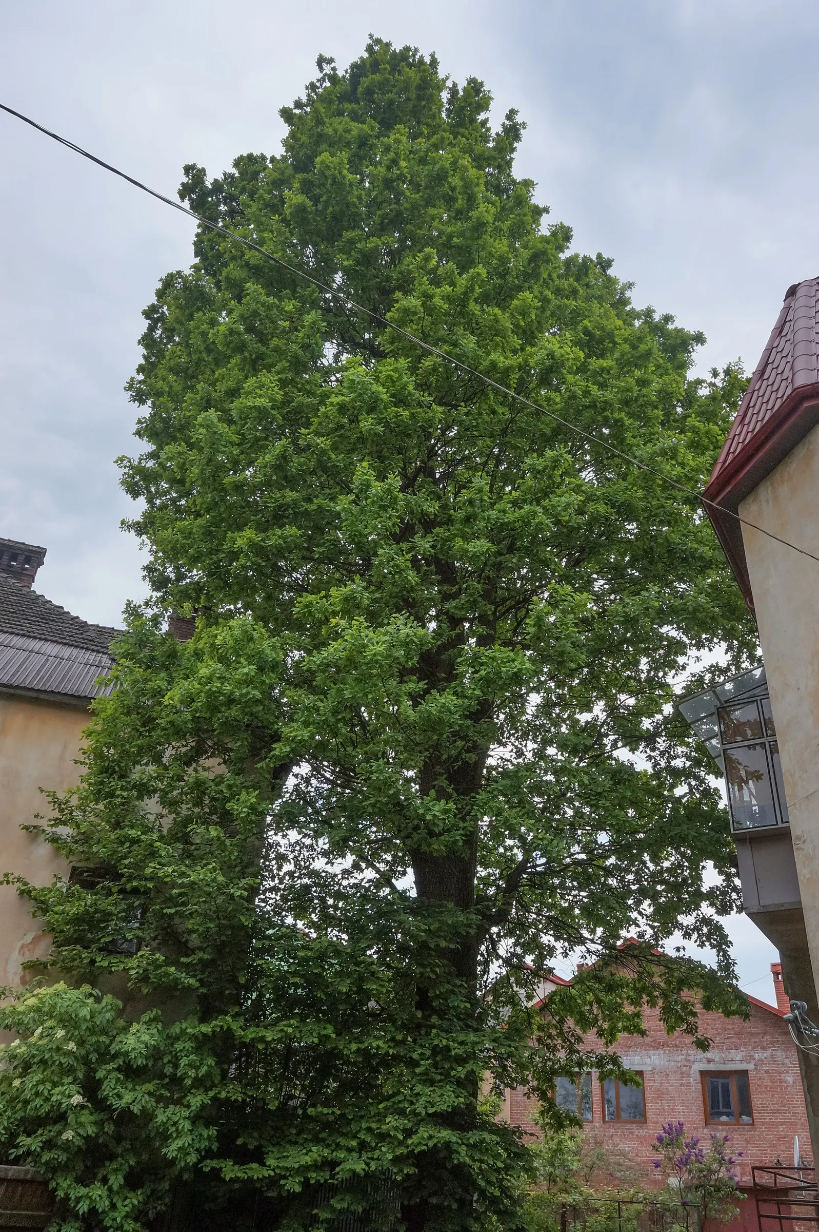 Columnar English Oak (Quercus Robur 'Fastigiata') — Hardy in zones 5-8, it's ideal for narrow spaces; <br><br>With a growth rate considered moderate, image 47