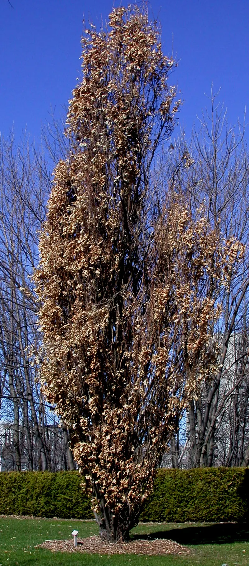 Columnar English Oak (Quercus Robur 'Fastigiata') — Quercus robur 'Fastigiata' thrives best in well-drained