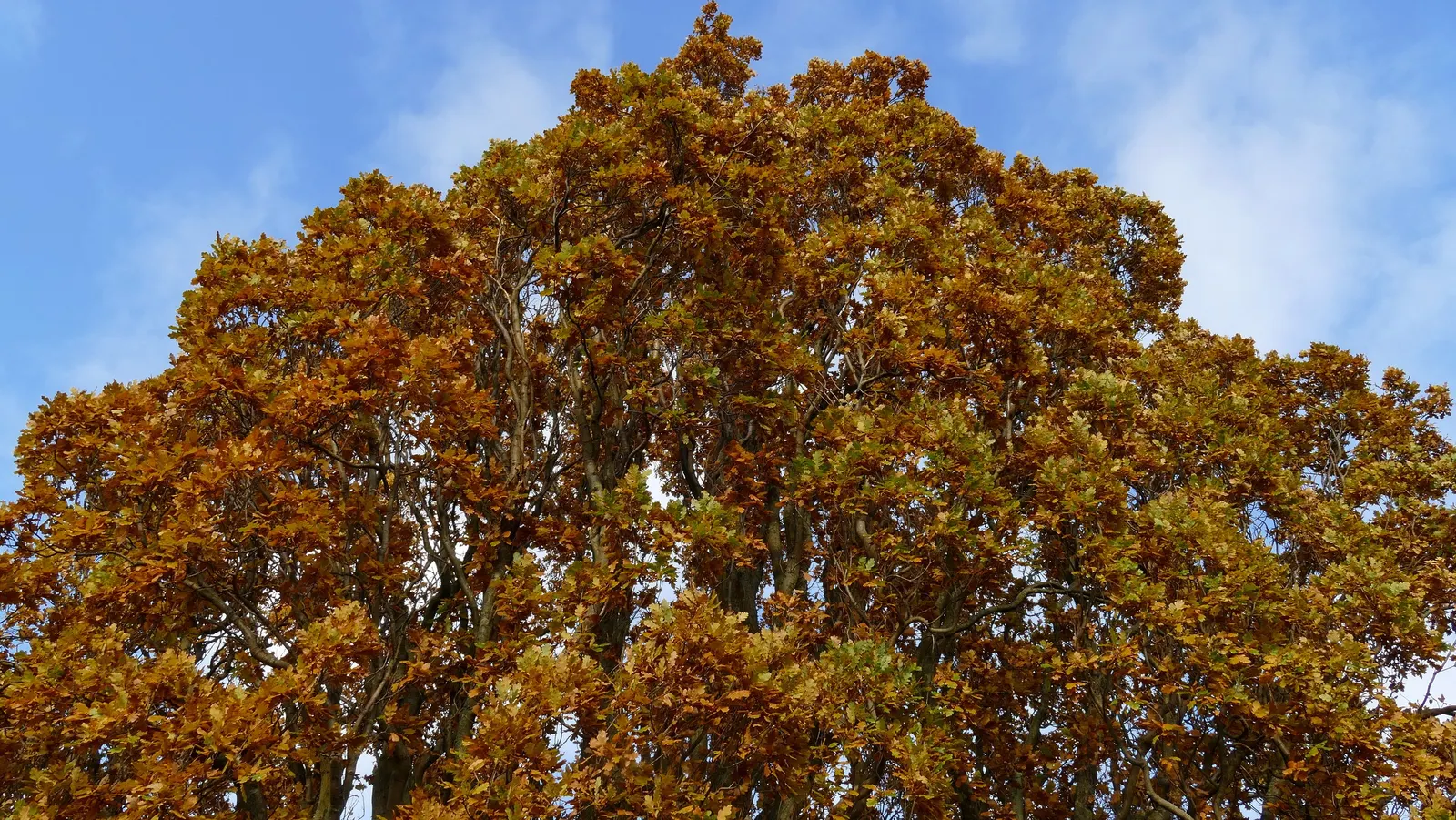 Columnar English Oak (Quercus Robur 'Fastigiata') — narrow form that resembles a spire; upright tree with dense branches forming a narrow column