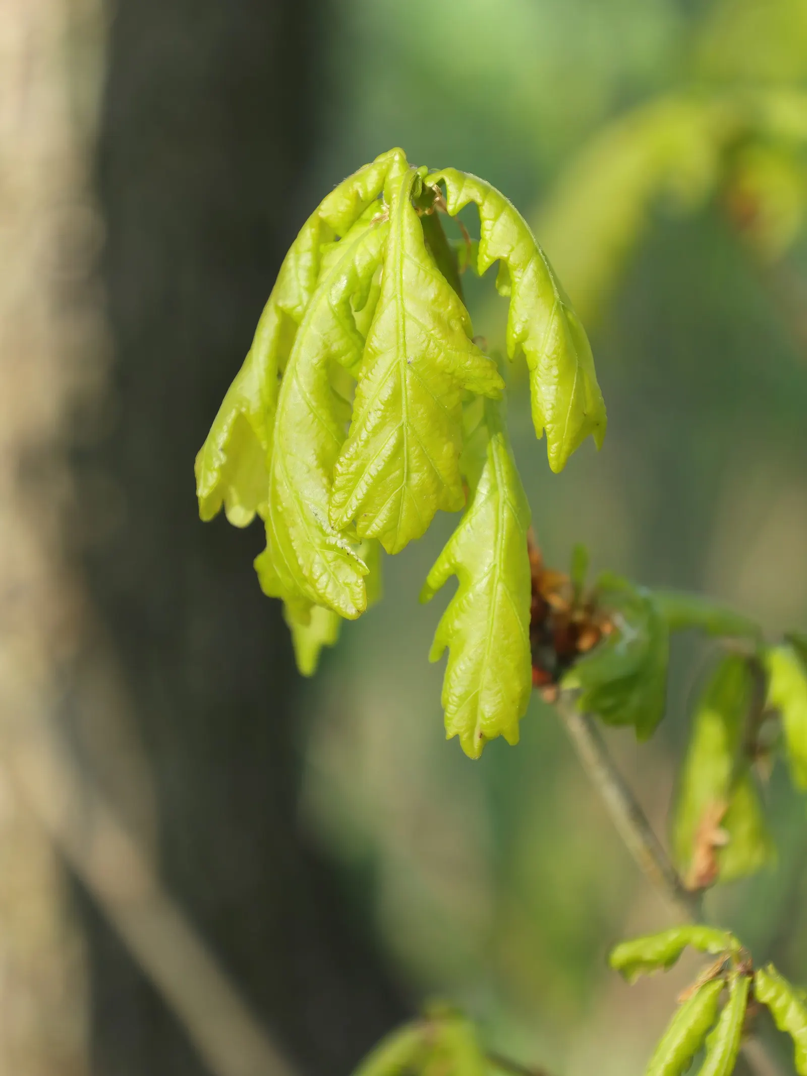 Columnar English Oak (Quercus Robur 'Fastigiata') — upright tree with dense branches forming a narrow column