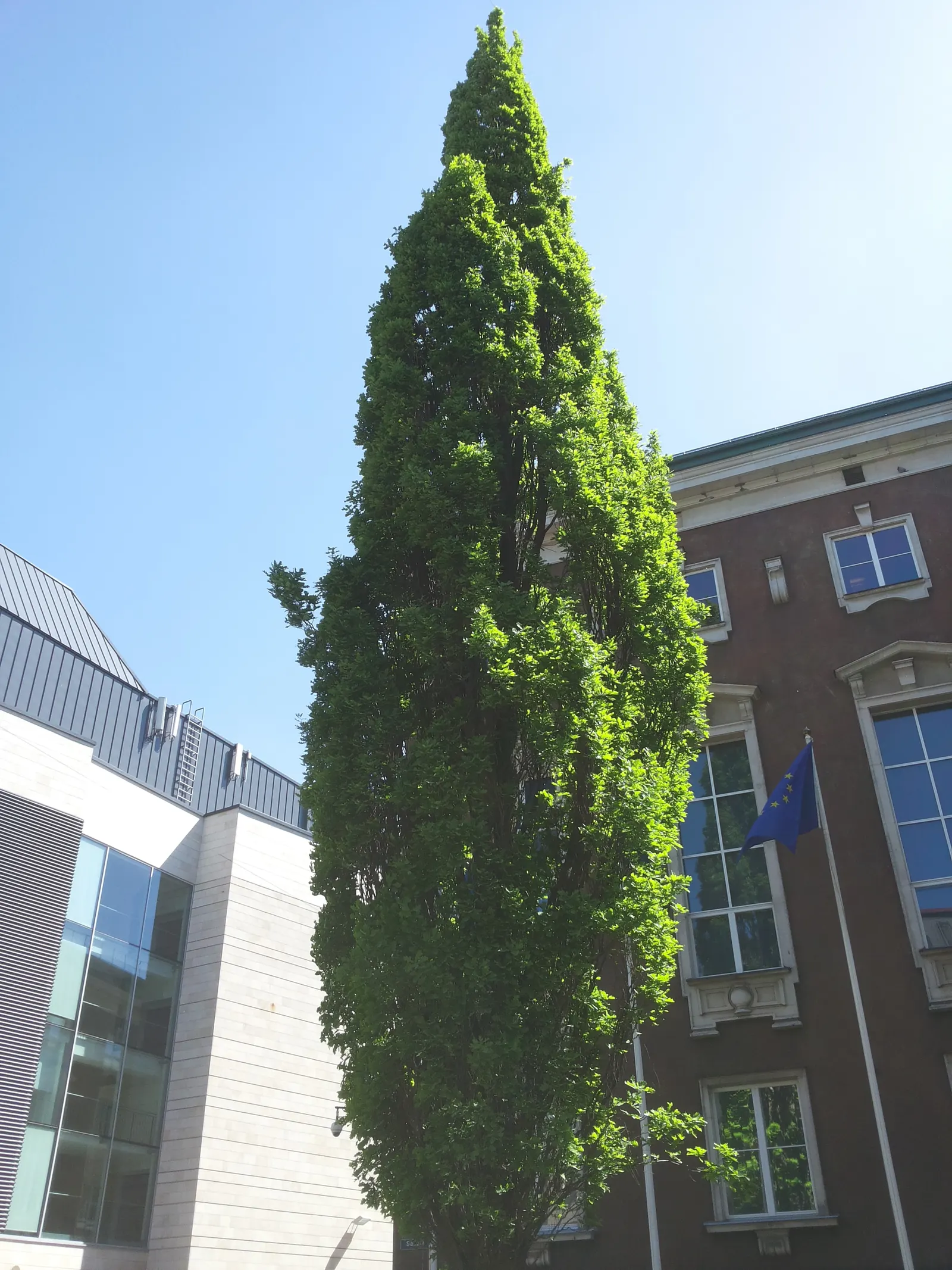 Columnar English Oak (Quercus Robur 'Fastigiata') — Hardy in zones 5-8, it's ideal for narrow spaces; <br><br>With a growth rate considered moderate