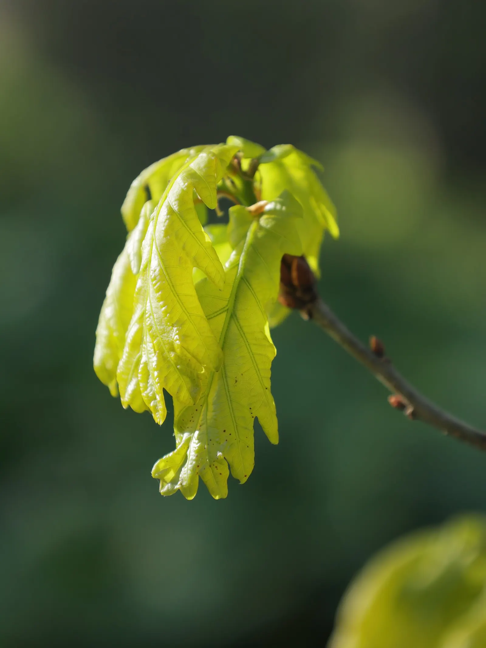 Columnar English Oak (Quercus Robur 'Fastigiata') — Prefers full sun and well-drained soil