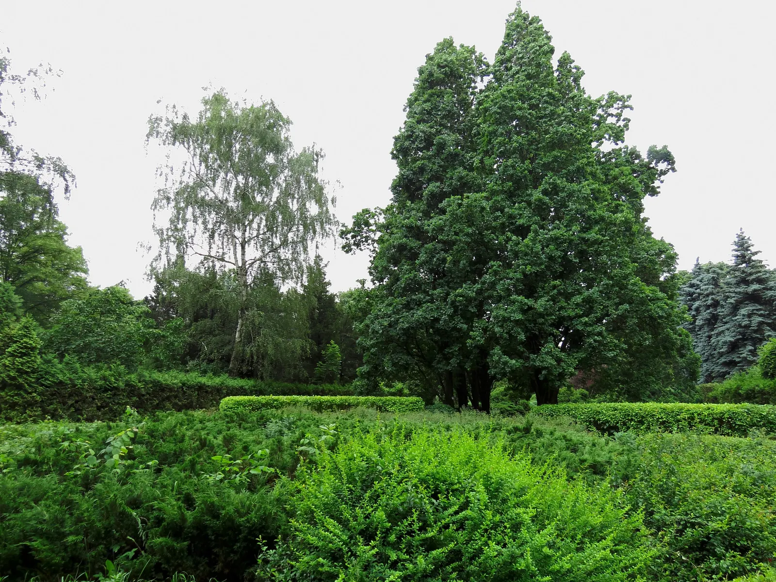 Columnar English Oak (Quercus Robur 'Fastigiata') — but it is also notably adaptable to different pH levels and soil types