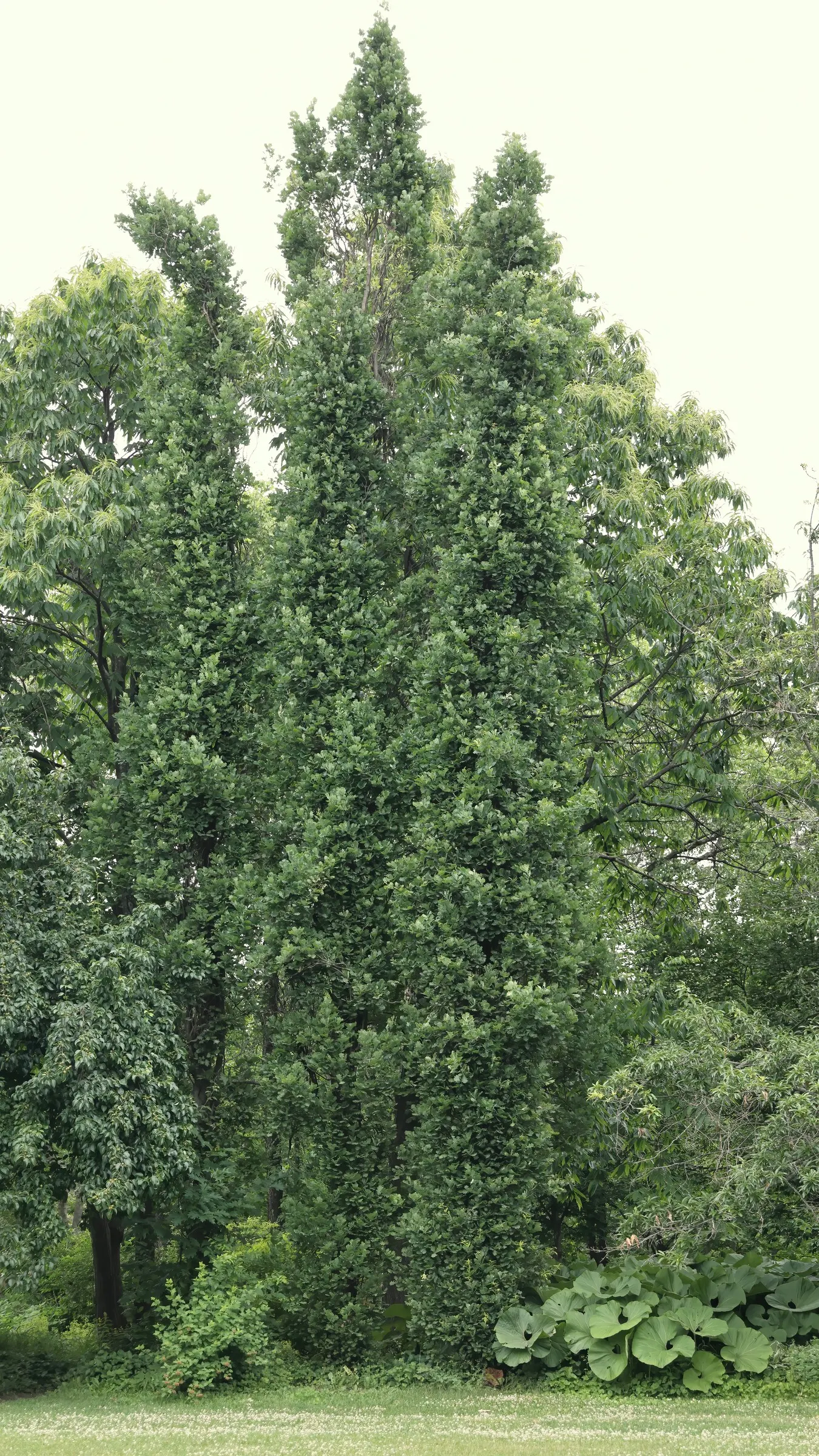 Columnar English Oak (Quercus Robur 'Fastigiata') — is the quintessential selection for landscapes seeking a touch of vertical drama and classic, image 43