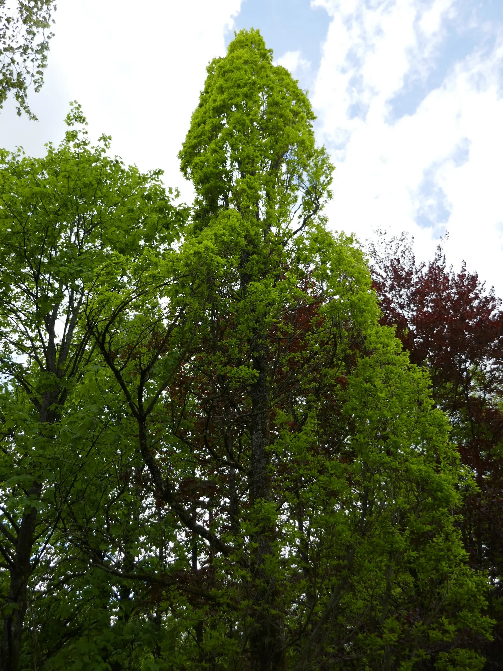 Columnar English Oak (Quercus Robur 'Fastigiata') — tree for full