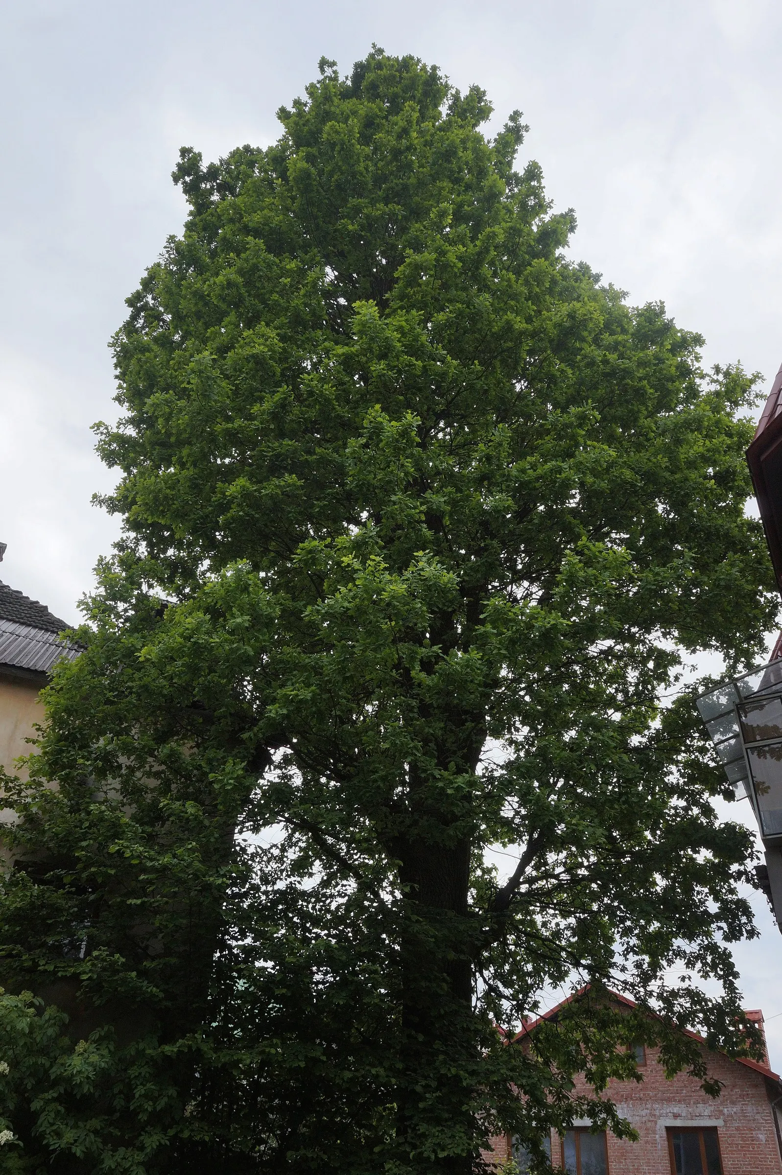 Columnar English Oak (Quercus Robur 'Fastigiata') — is a stately deciduous tree that brings an air of grandeur and formality to any landscape design