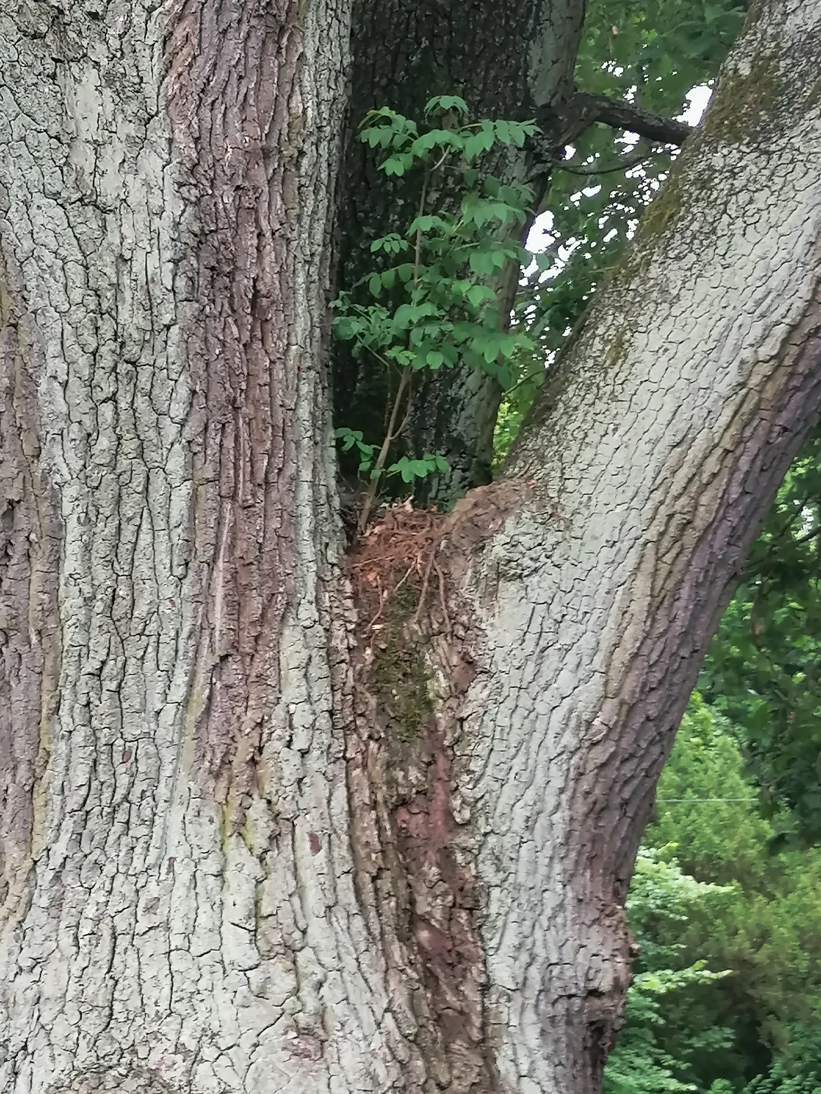 Columnar English Oak (Quercus Robur 'Fastigiata') — scientifically known as Quercus robur 'Fastigiata'
