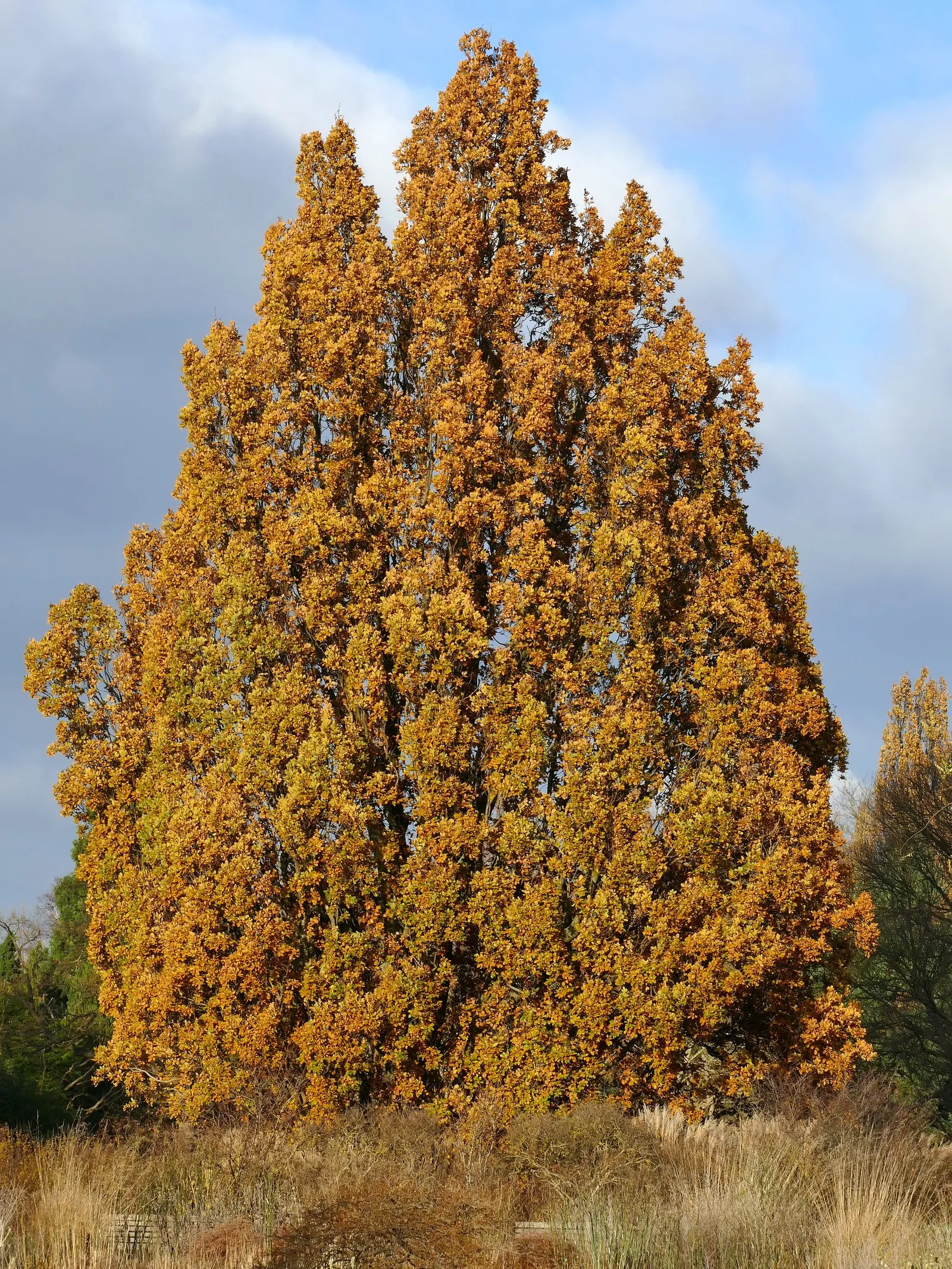 Columnar English Oak (Quercus Robur 'Fastigiata') — is the quintessential selection for landscapes seeking a touch of vertical drama and classic greenery