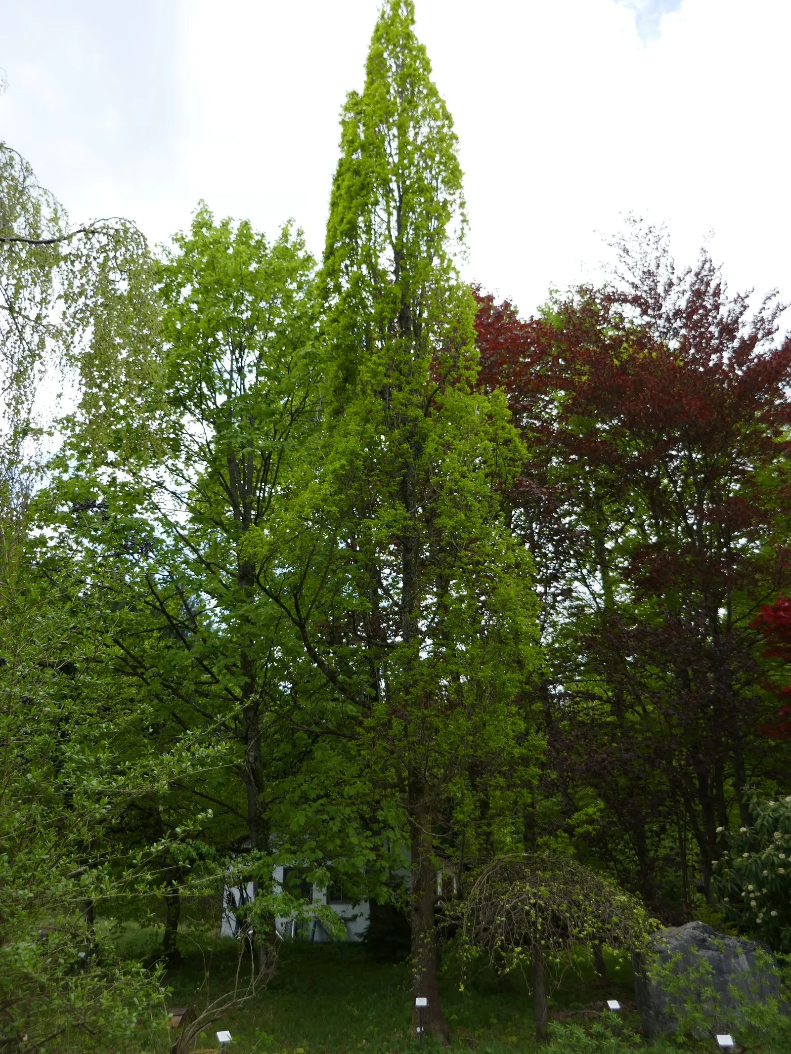 Columnar English Oak (Quercus Robur 'Fastigiata') — It is a cultivar of the common English oak; hardy in USDA zones 5 to 8