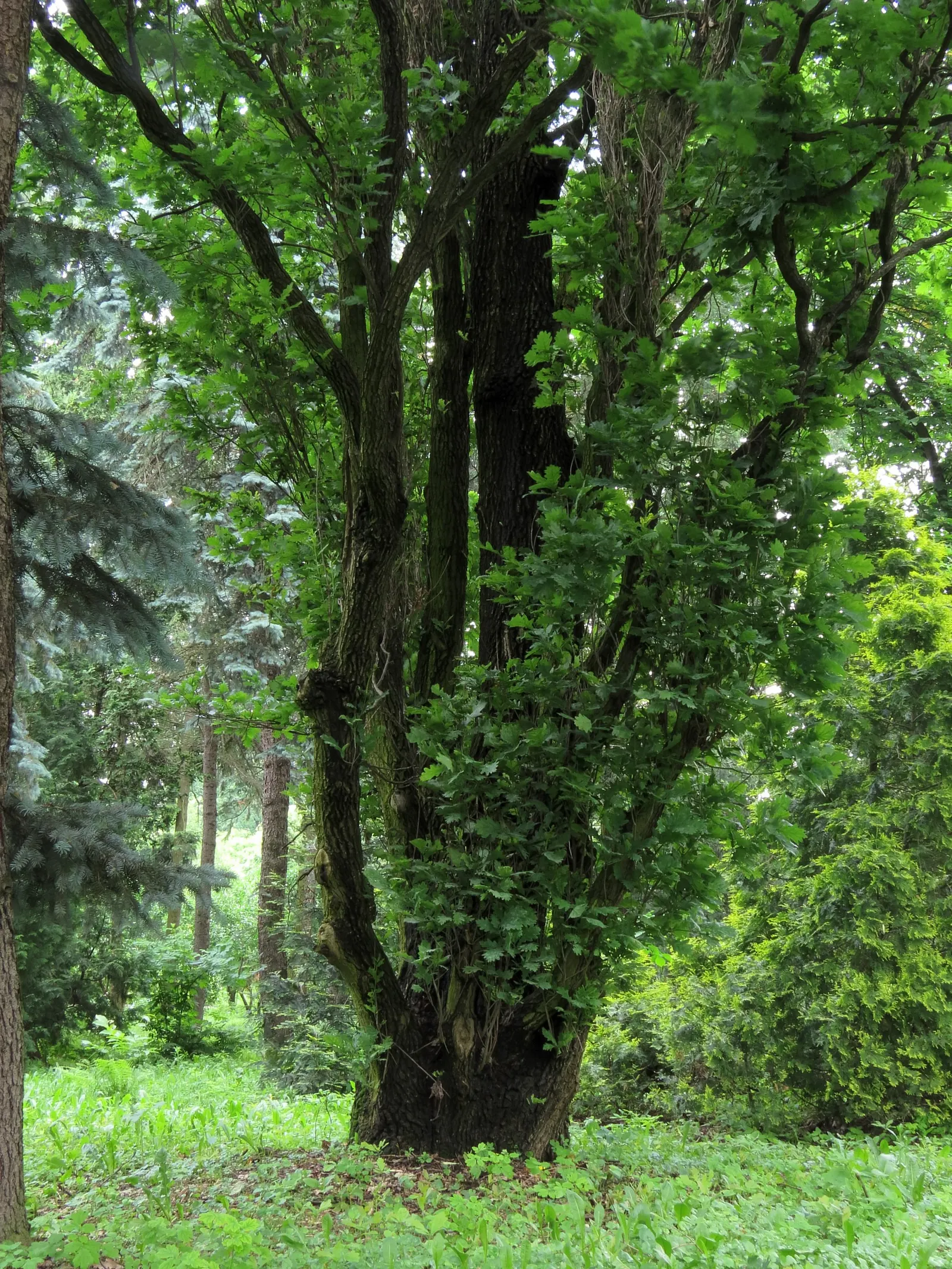 Columnar English Oak (Quercus Robur 'Fastigiata') — <br><br>With a growth rate considered moderate