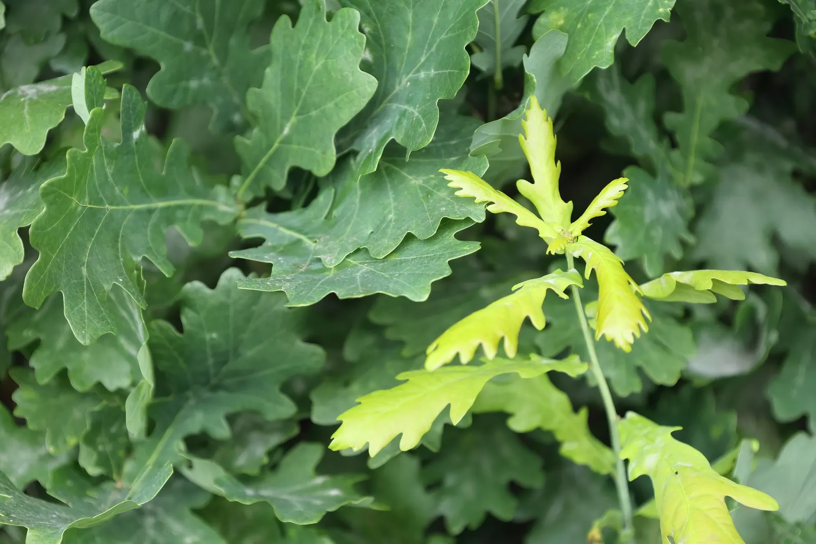 Columnar English Oak (Quercus Robur 'Fastigiata') — <br><br>With a growth rate considered moderate; yellowish-green catkins gracefully add to its