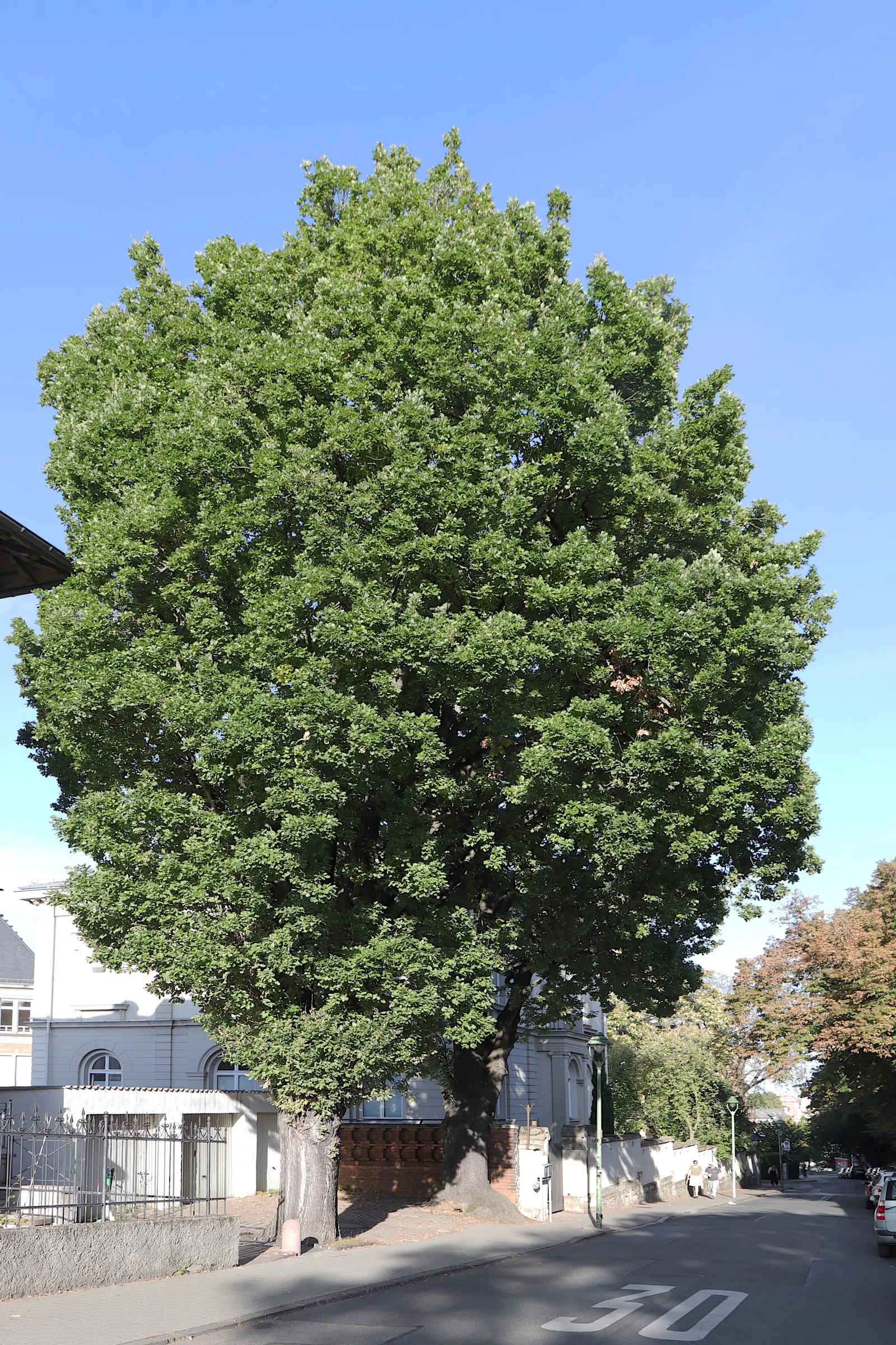Columnar English Oak (Quercus Robur 'Fastigiata') — Low maintenance, it's perfect for creating vertical accents or formal avenues in landscapes