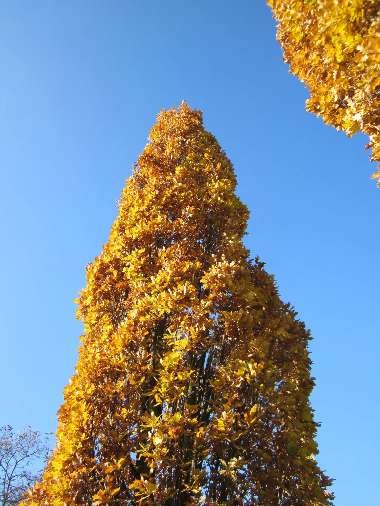 Columnar English Oak (Quercus Robur 'Fastigiata') — but it is also notably adaptable to different pH levels and soil types; quercus robur 'Fastigiata' thrives