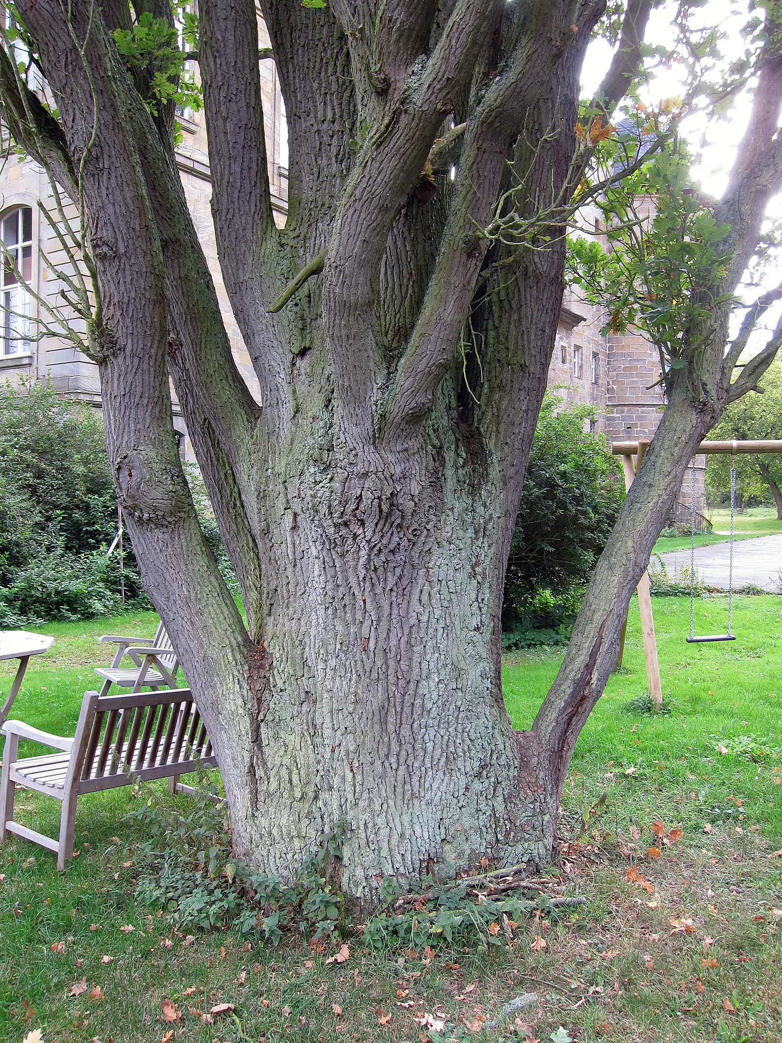 Columnar English Oak (Quercus Robur 'Fastigiata') — providing seasonal interest; but it is also notably adaptable to different pH levels and soil types