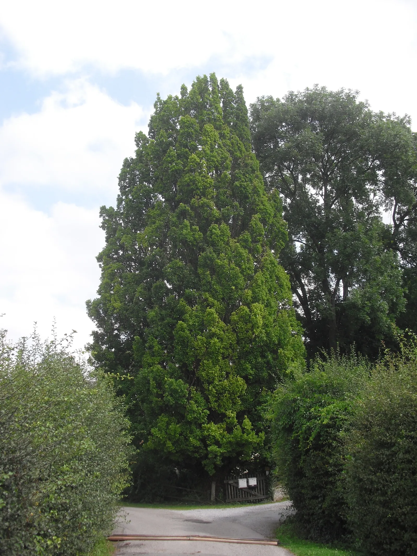 Columnar English Oak (Quercus Robur 'Fastigiata') — comprising traditional lobed oak leaves that transition to rich golden-yellow hues in the fall; is a