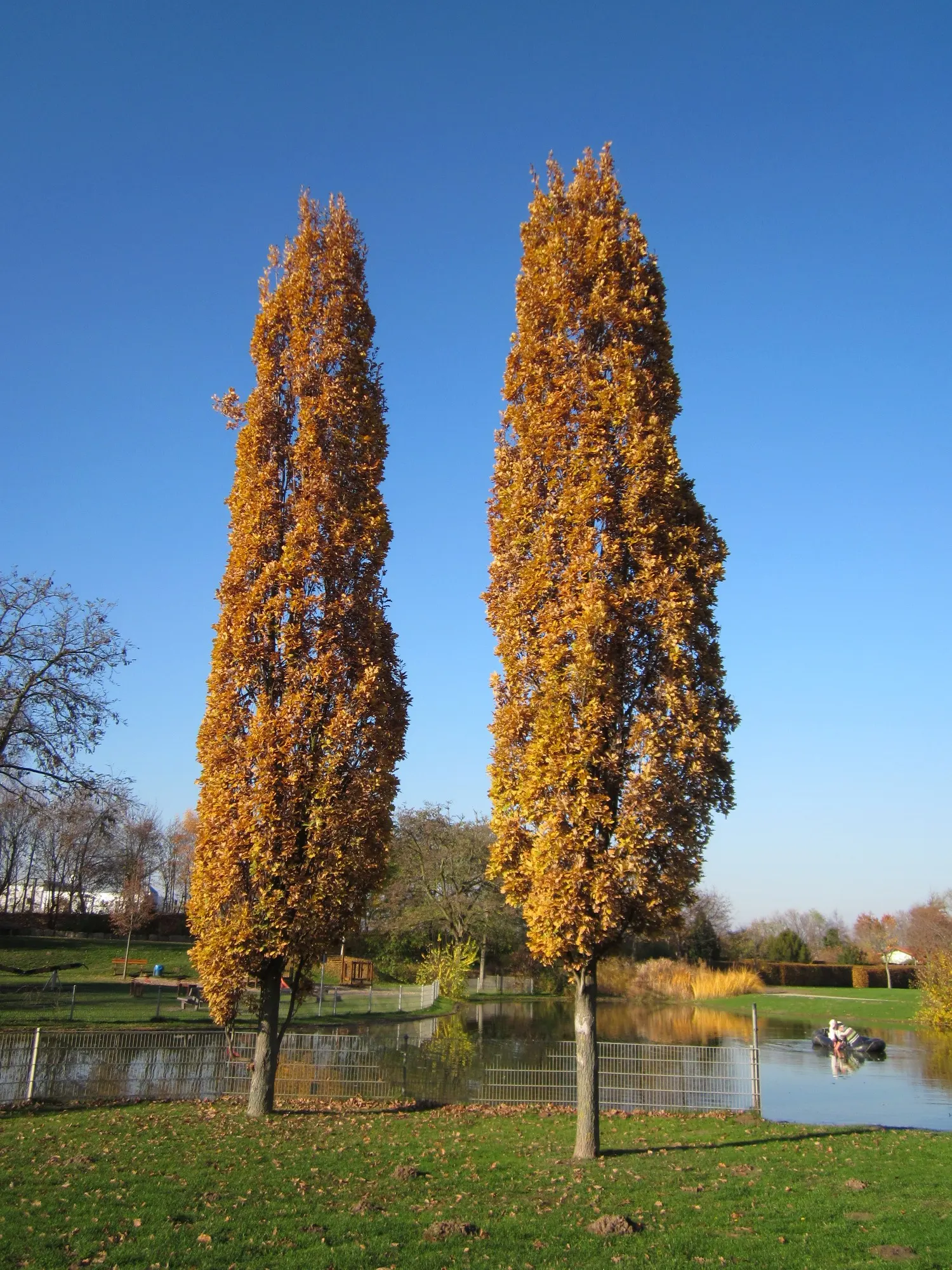 Columnar English Oak (Quercus Robur 'Fastigiata') — Mature heights reach 50-60 feet, with spreads of 10-15 feet; comprising traditional lobed oak leaves that